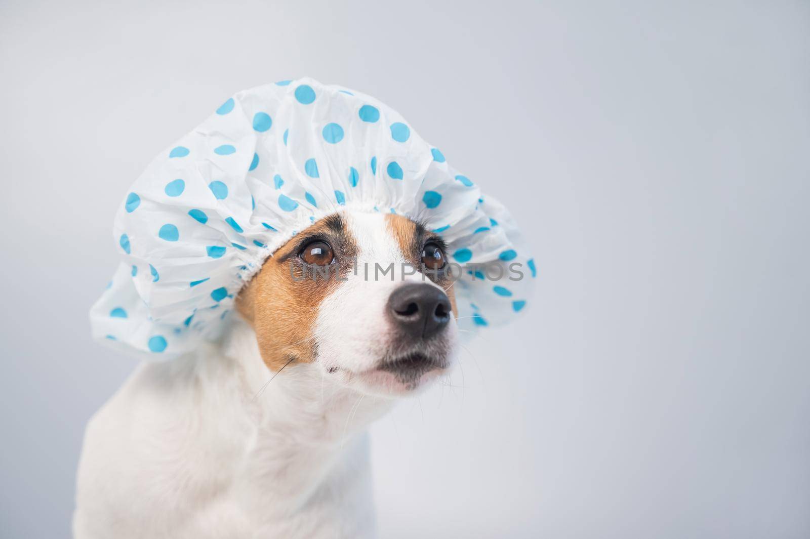 Funny friendly dog jack russell terrier takes a bath with foam in a shower cap on a white background. Copy space.