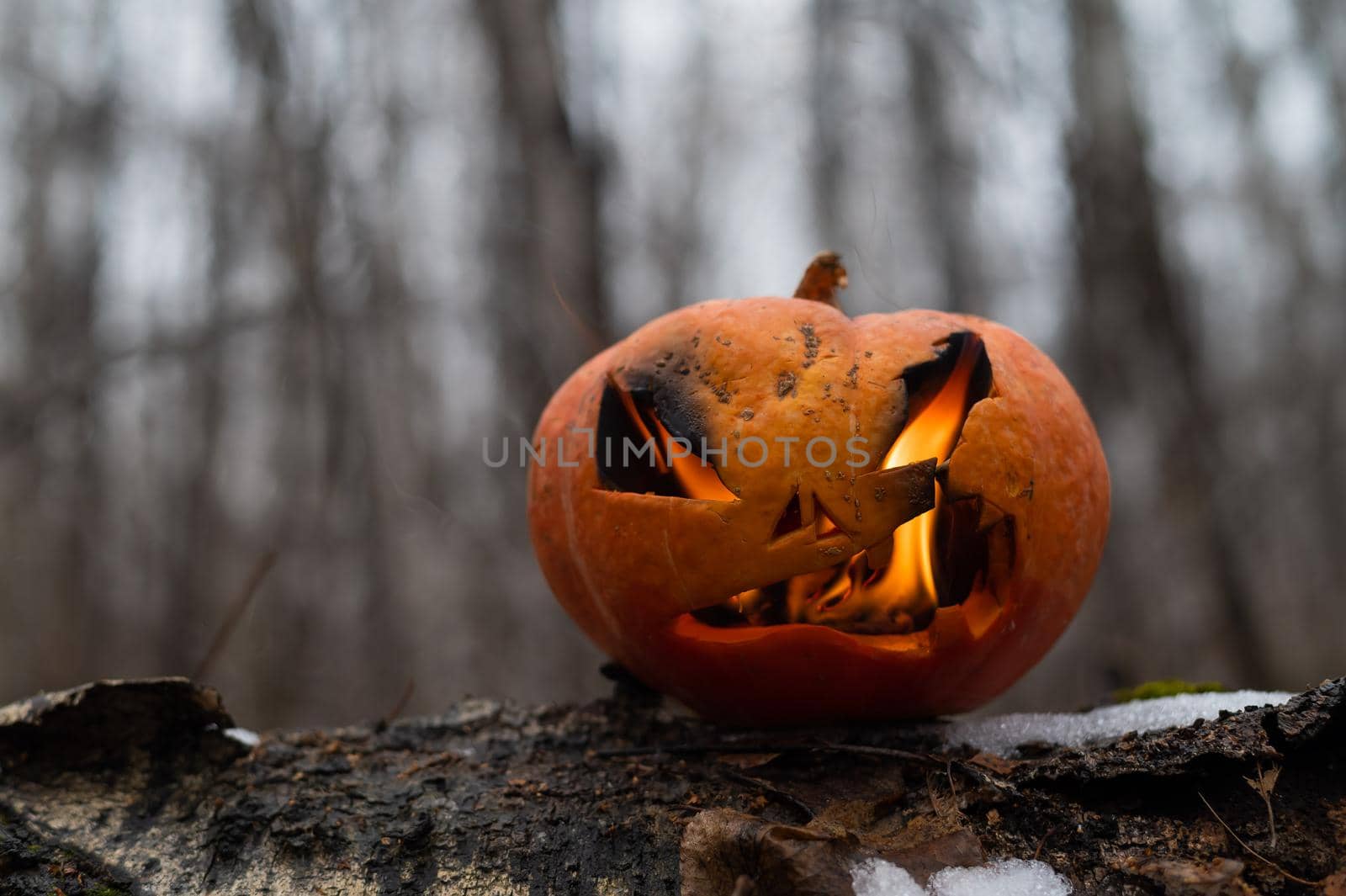Scary pumpkin with tongues of flame in a dense forest. Jack o lantern for halloween.