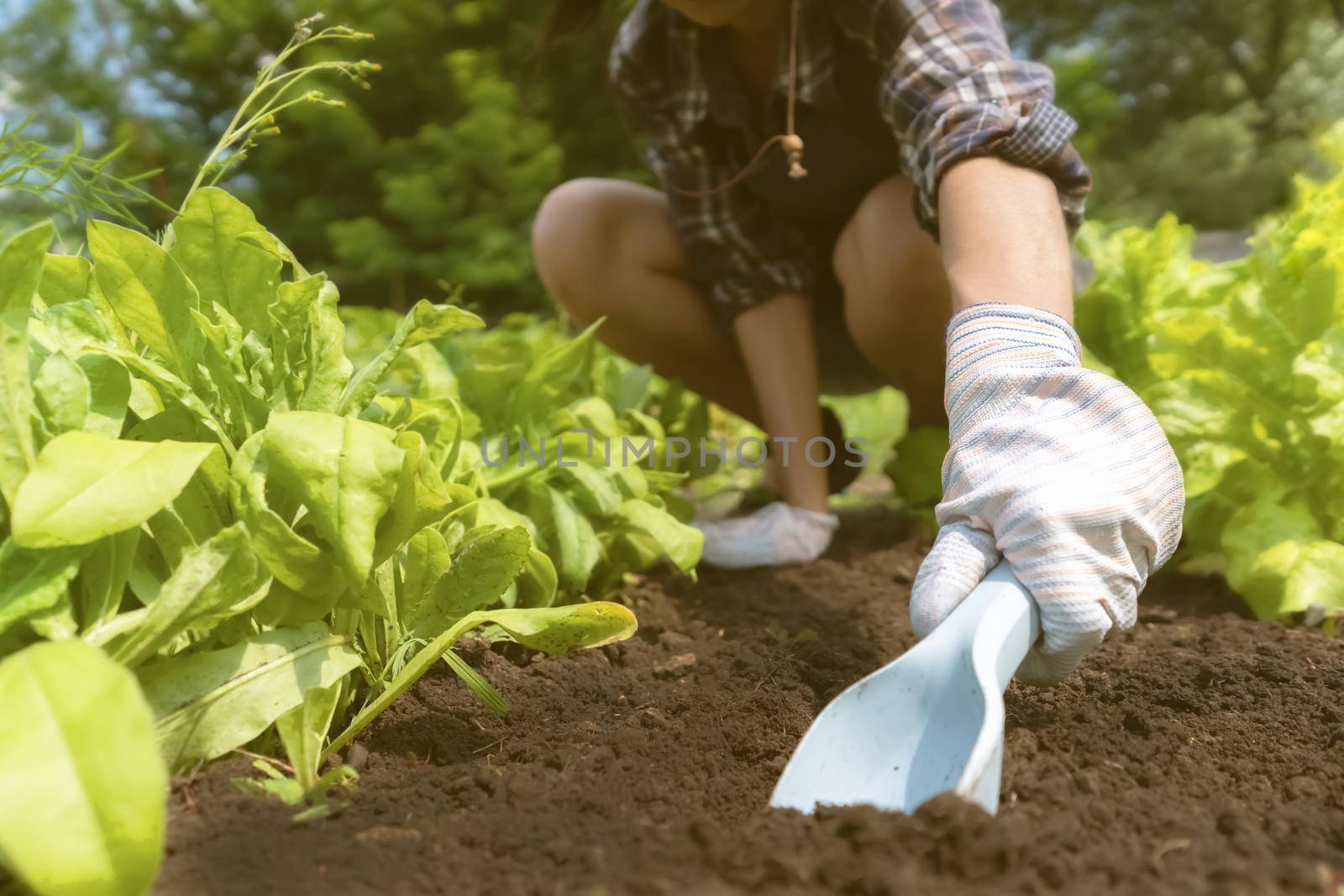 A young girl in work gloves prepares the earth in a vegetable garden with fresh herbs for planting new seedlings. The gardener removes the weed and digs up the black soil.