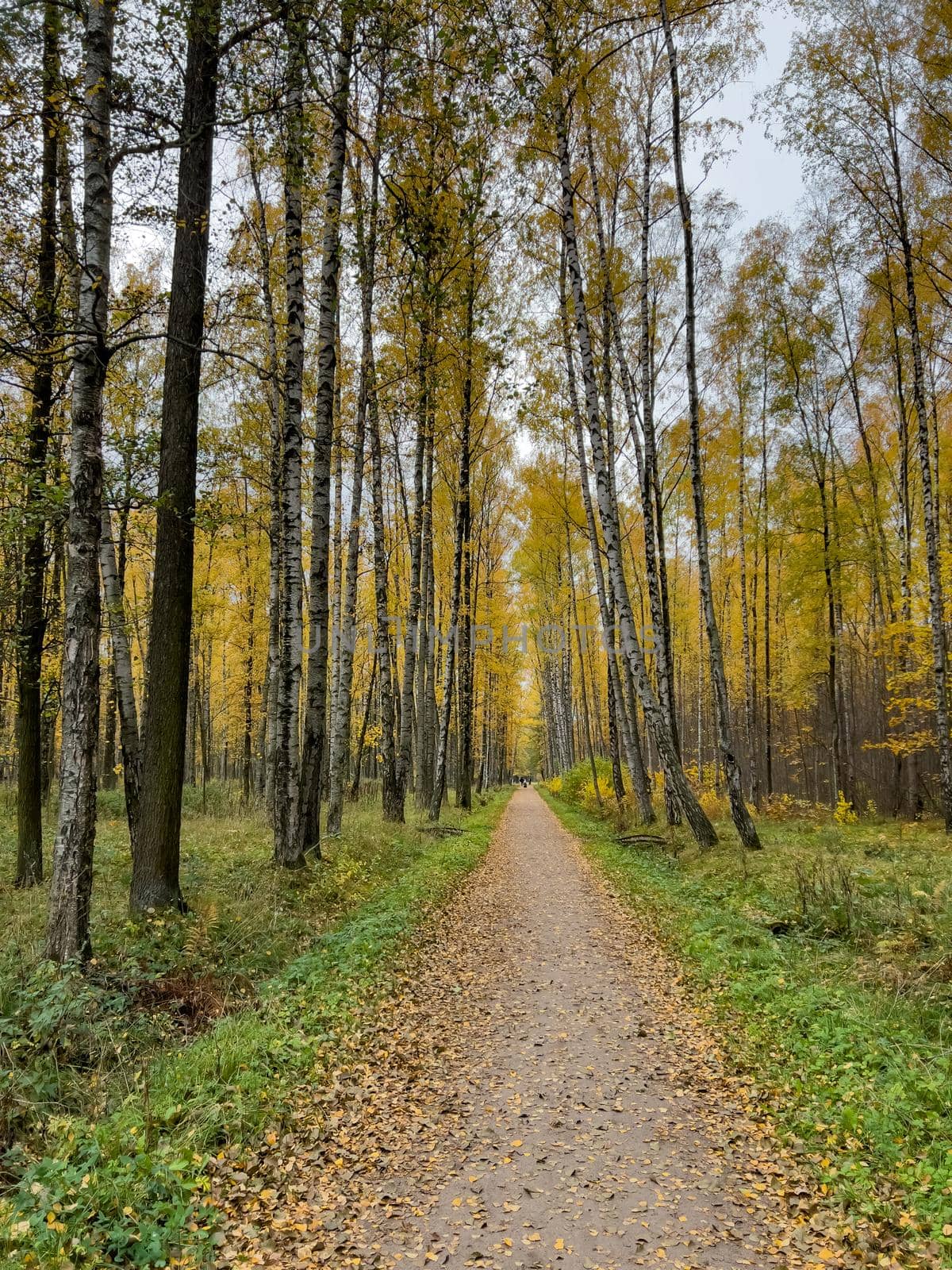 The path in the autumn park, yellow leaves on trees and on the ground, long shadows of trees, walking people, sunbeams of the sun,. High quality photo