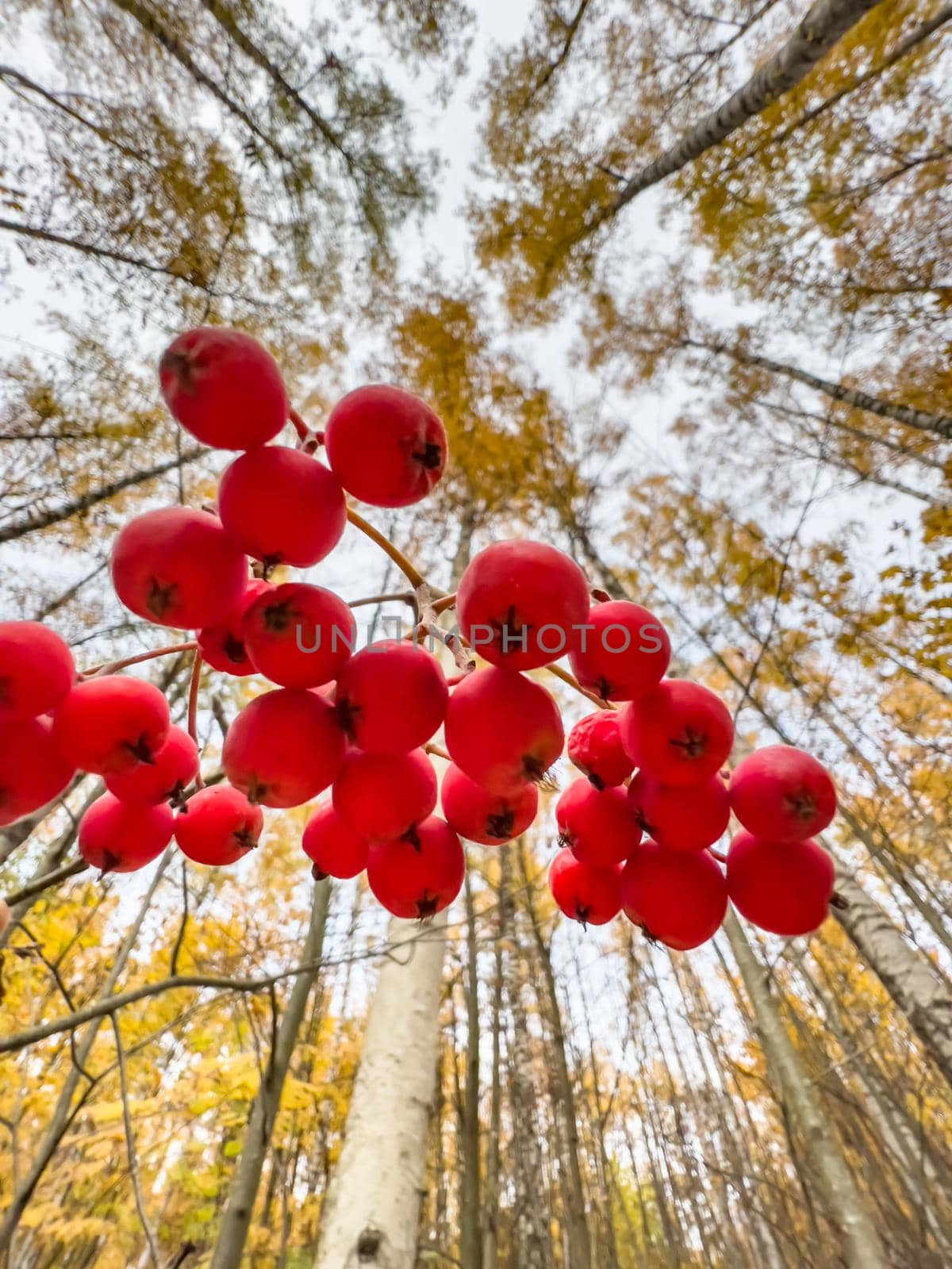 The close-up view of red rowan berries on branches against the background of an autumn park, yellow leaves and black tree branches. High quality photo