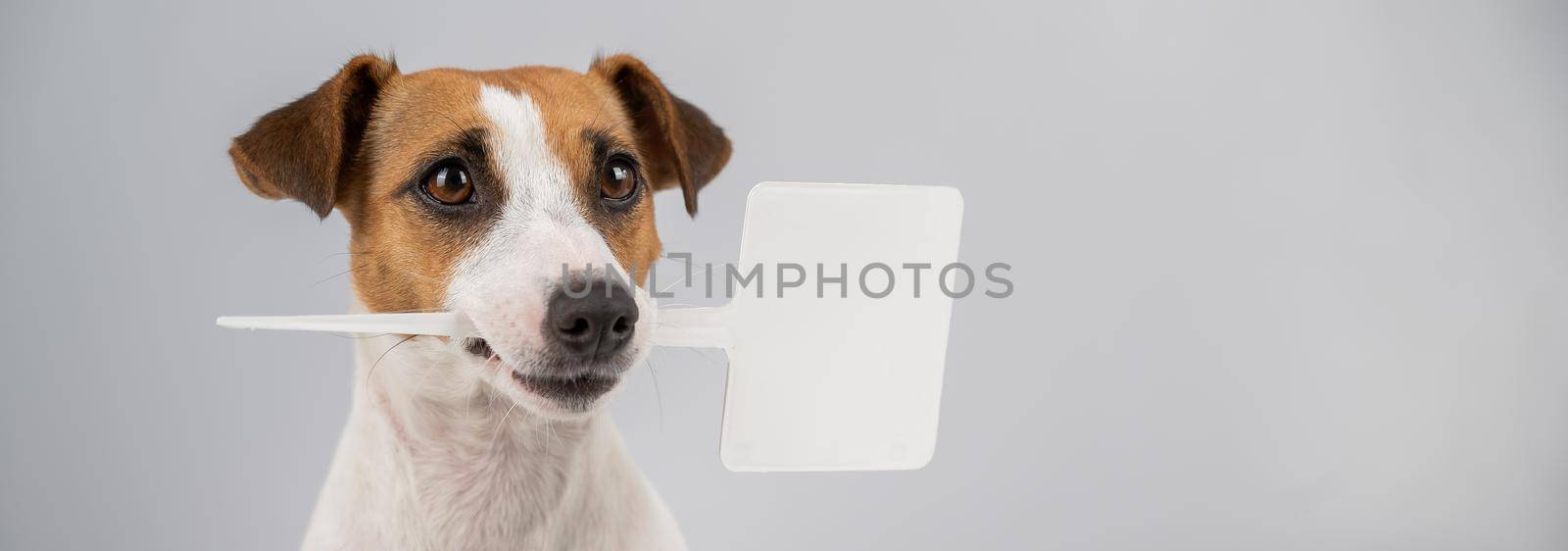 Jack Russell Terrier holds a sign in his mouth on a white background. The dog is holding a mock ad