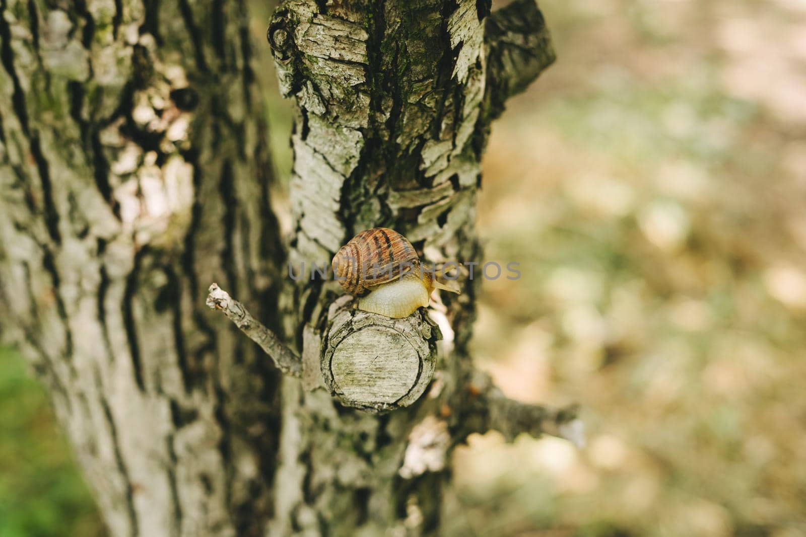 The bark of a tree and a snail on a sawn-off branch. The snail is sitting on a tree. Snail after rain.