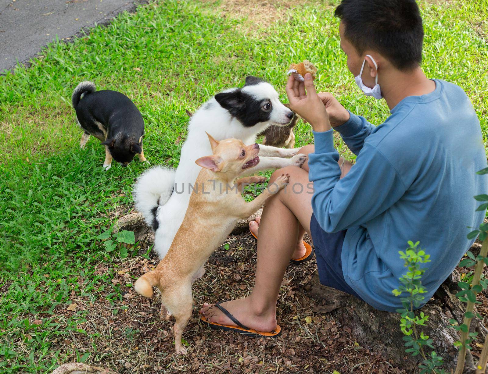 Dog playing with dog by titipong