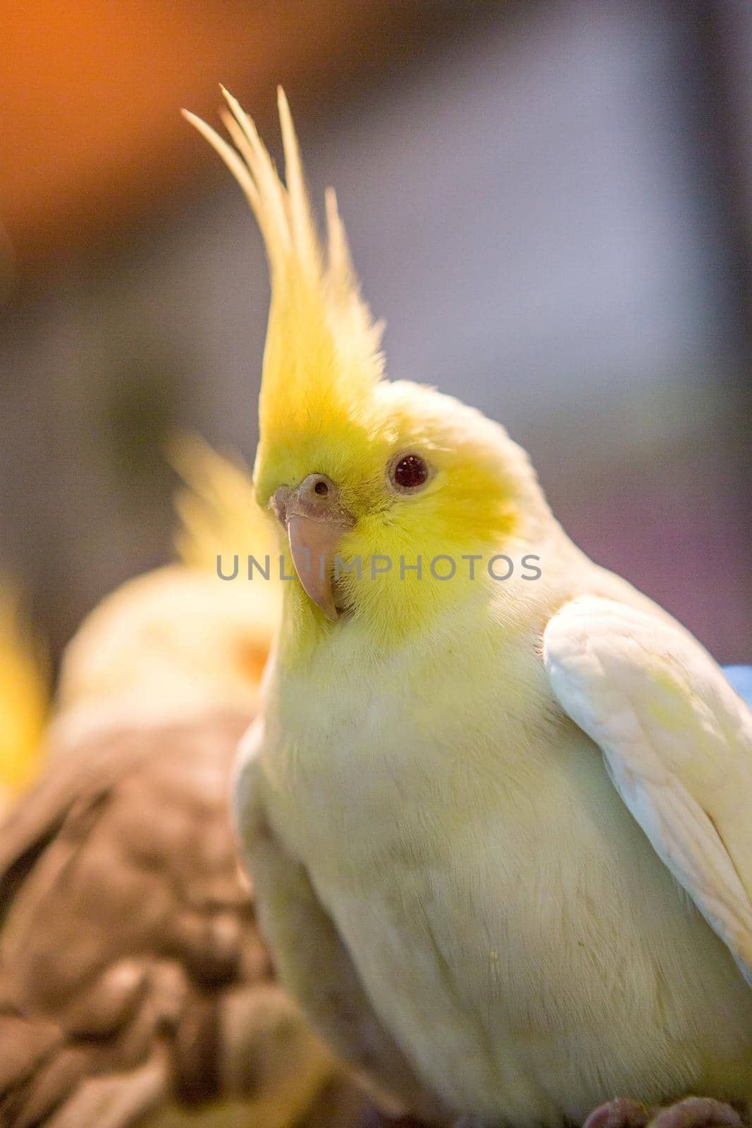 Parakeet in the cage by titipong