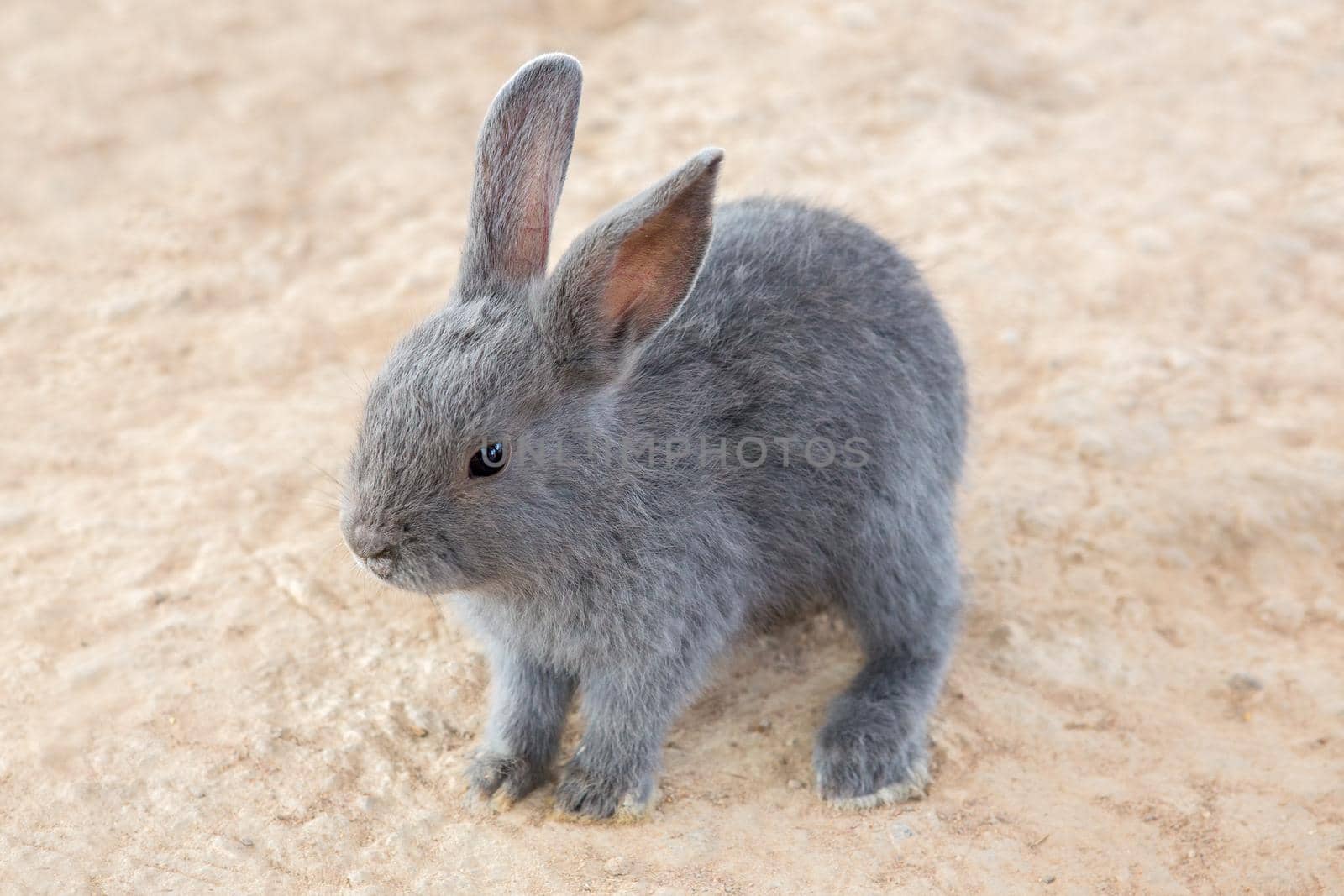 Rabbits in the zoo