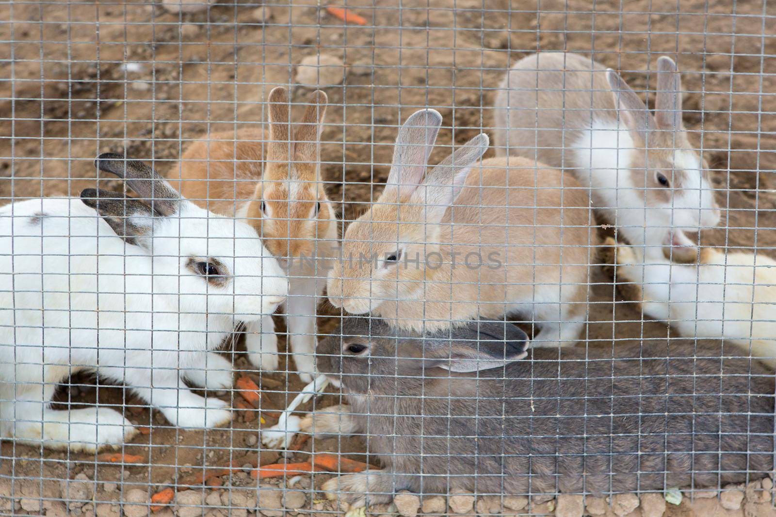 Rabbits in the cage