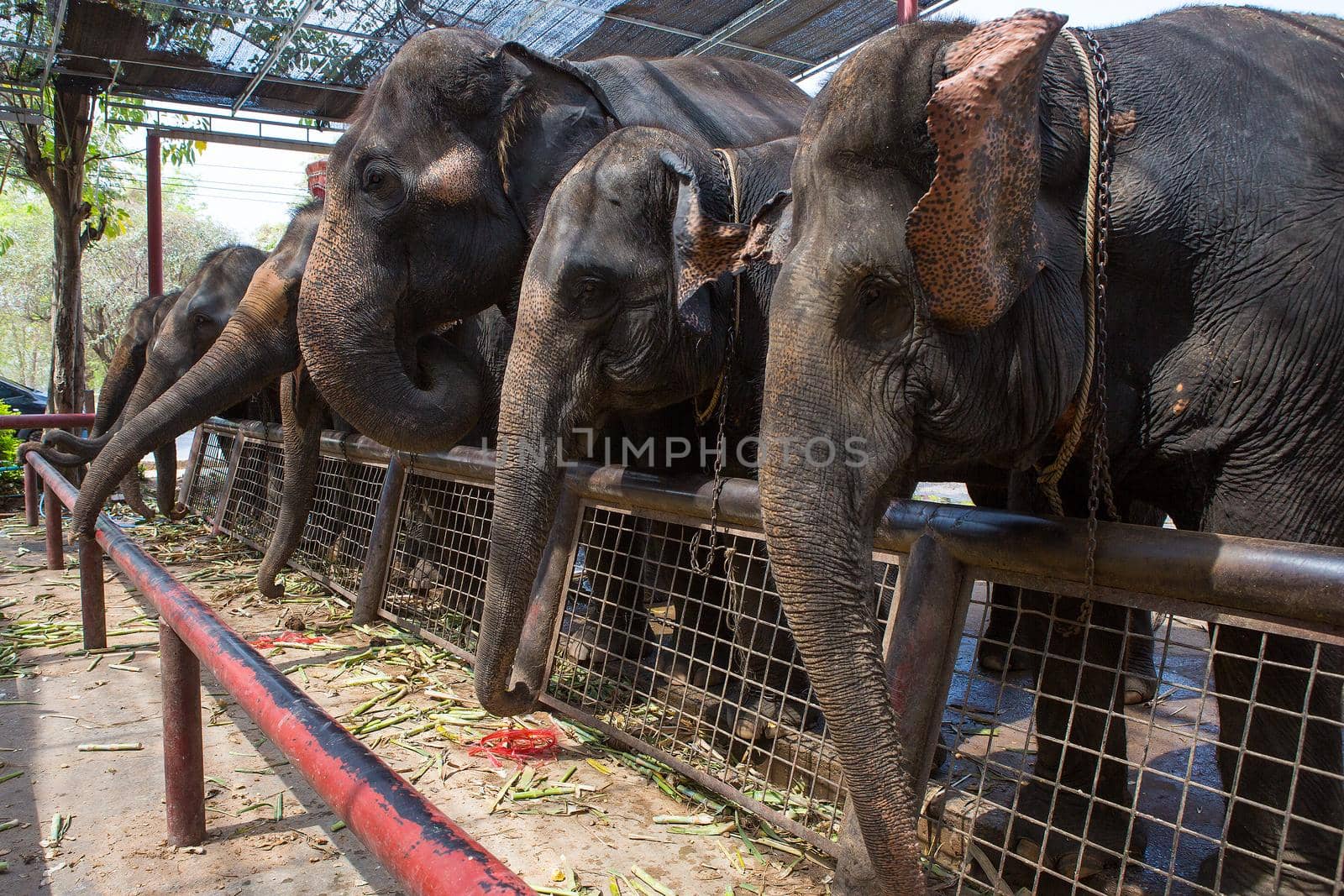 Several elephants show in Phra Nakhon Si Ayutthaya Province, Thailand.