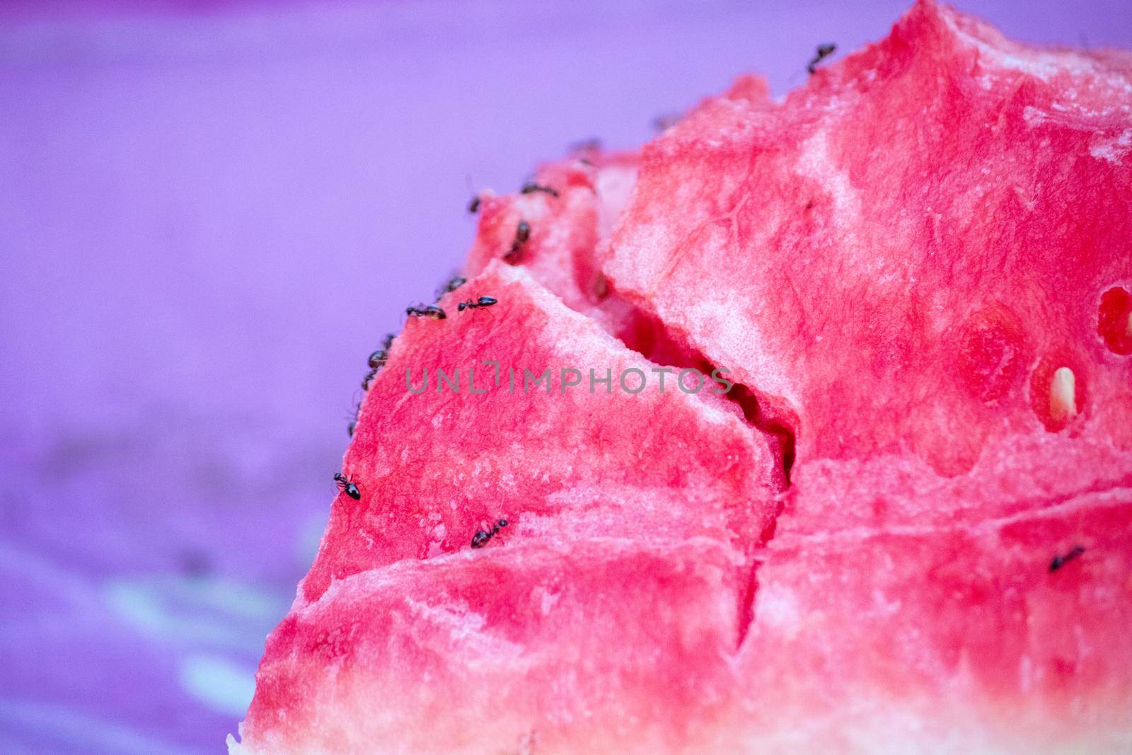 Close up of watermelon with ants on it . High quality photo
