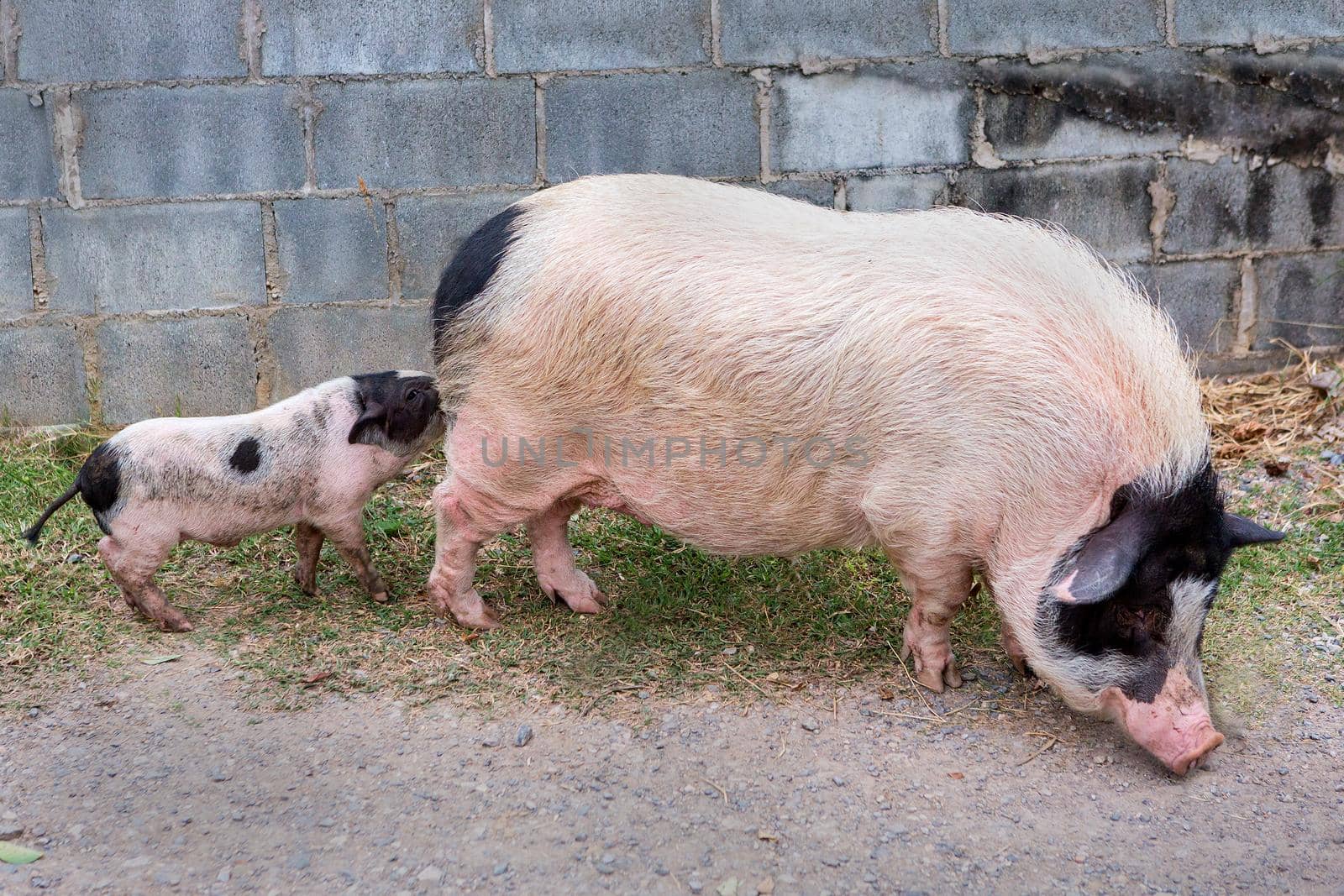 Pig and Piglet for food