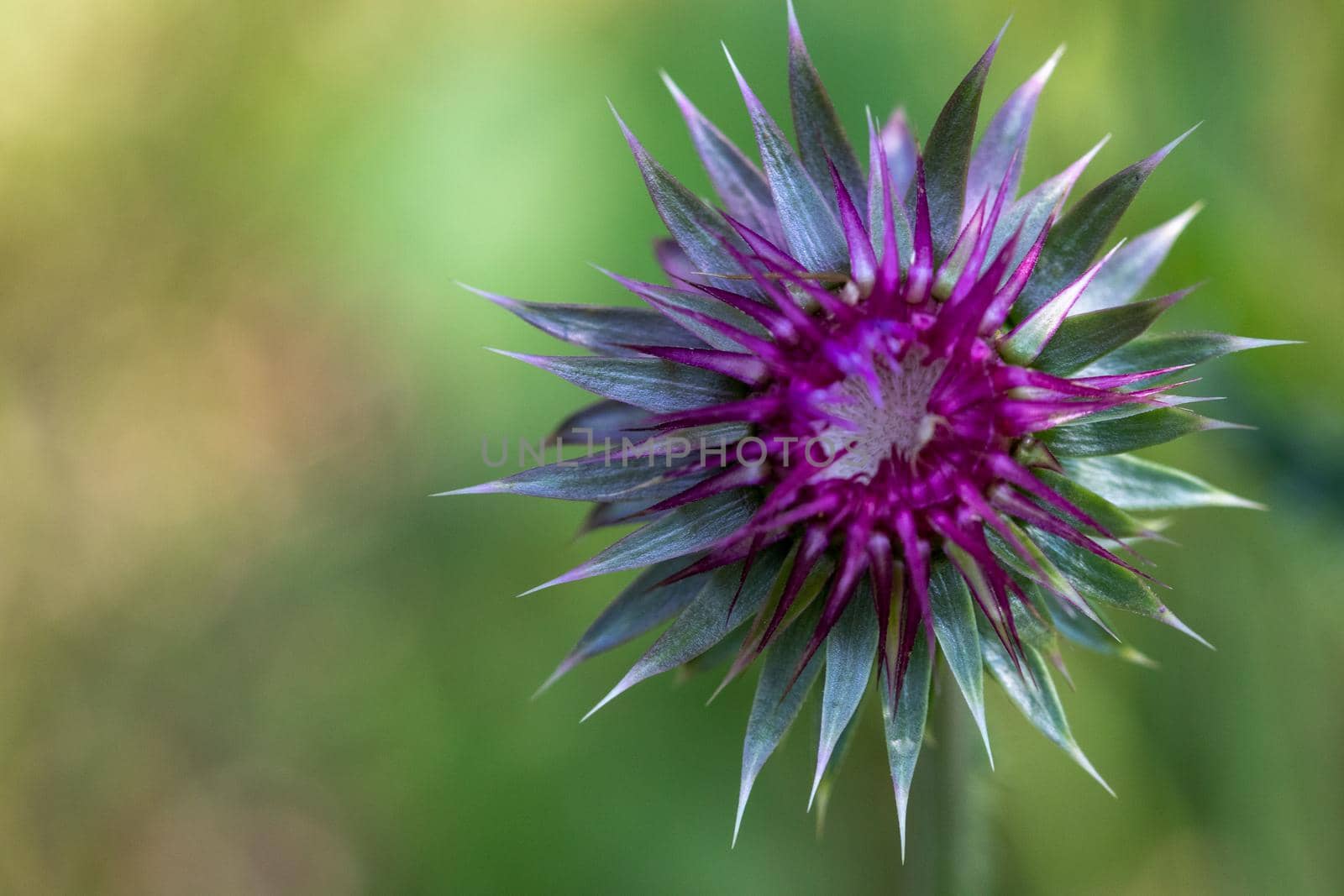 Scottish Flower Symbolic, Purple thistle close up in Nebraska landscape by gena_wells