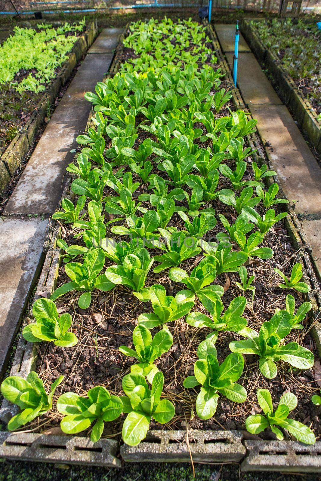 Lettuce and red cabbage plants on a vegetable garden ground by titipong