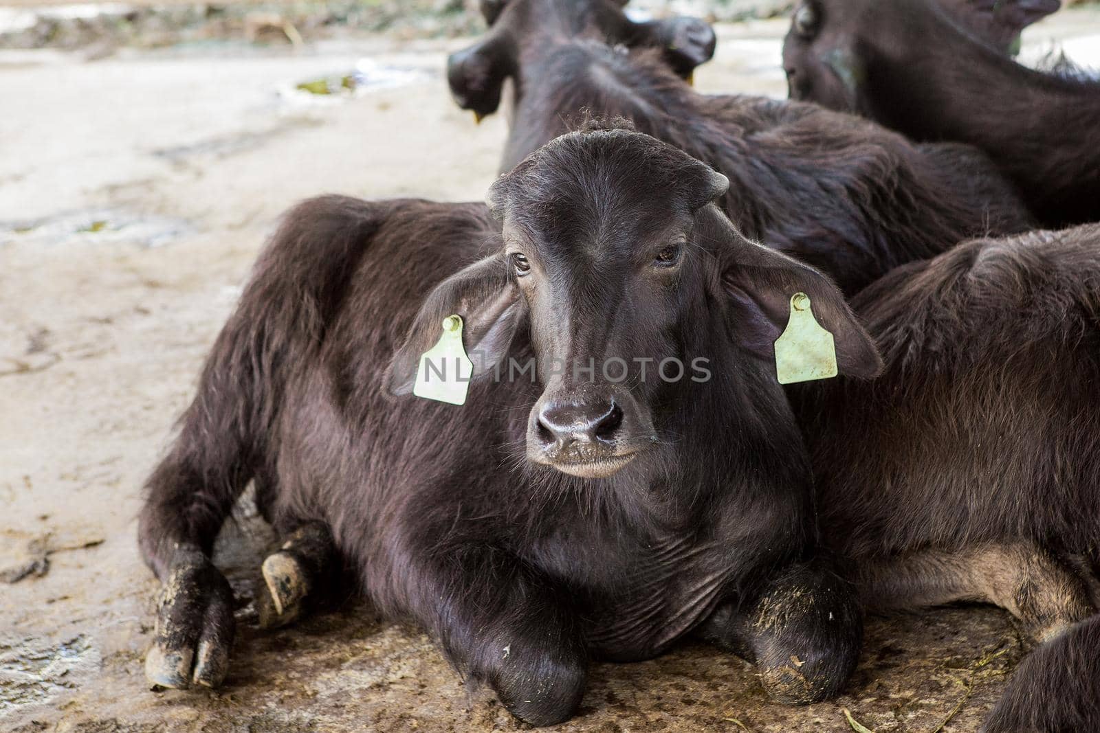 Feeding hay buffalo farm by titipong