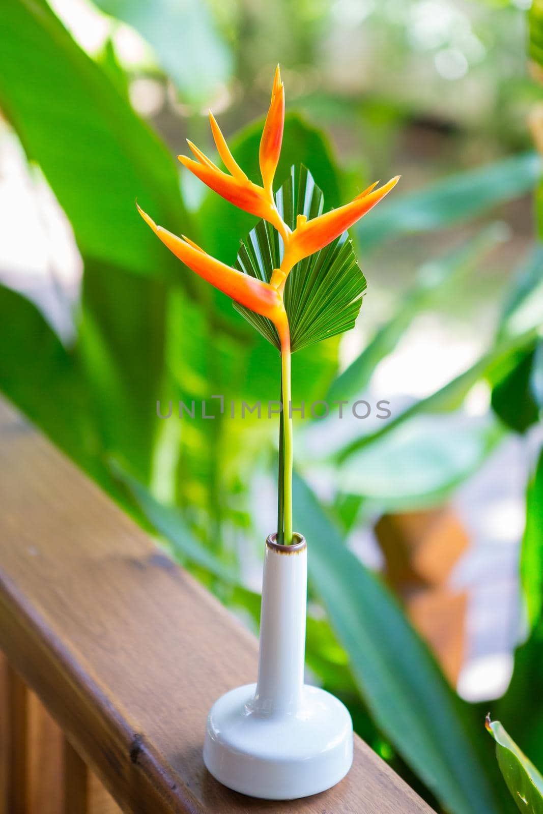 orange bird paradise flower with green leaves