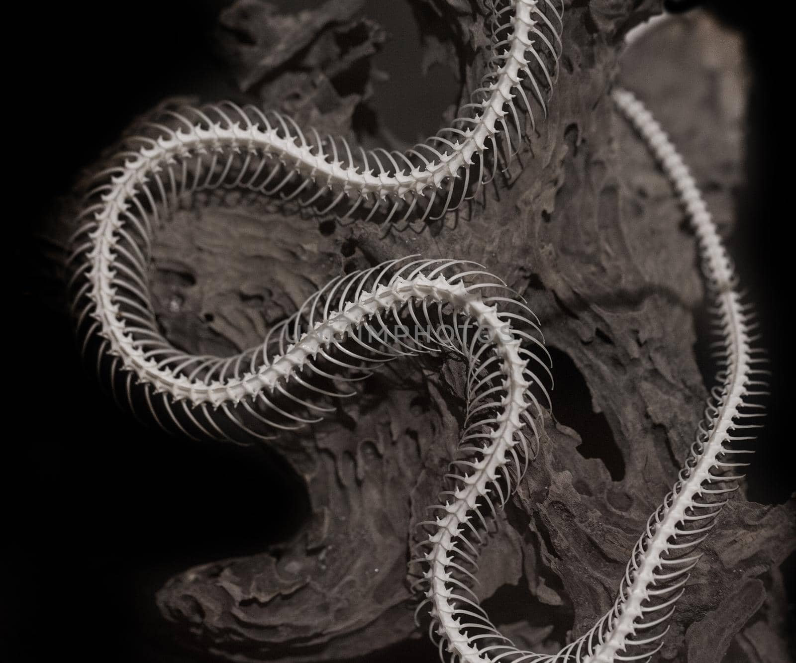 Skeleton of a snake on a black background. by titipong