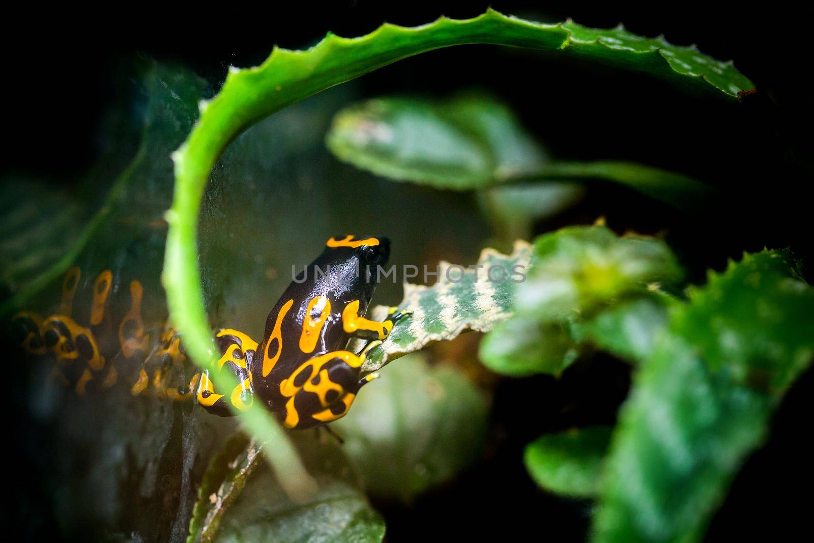 Yellow poison frog in the zoo by titipong