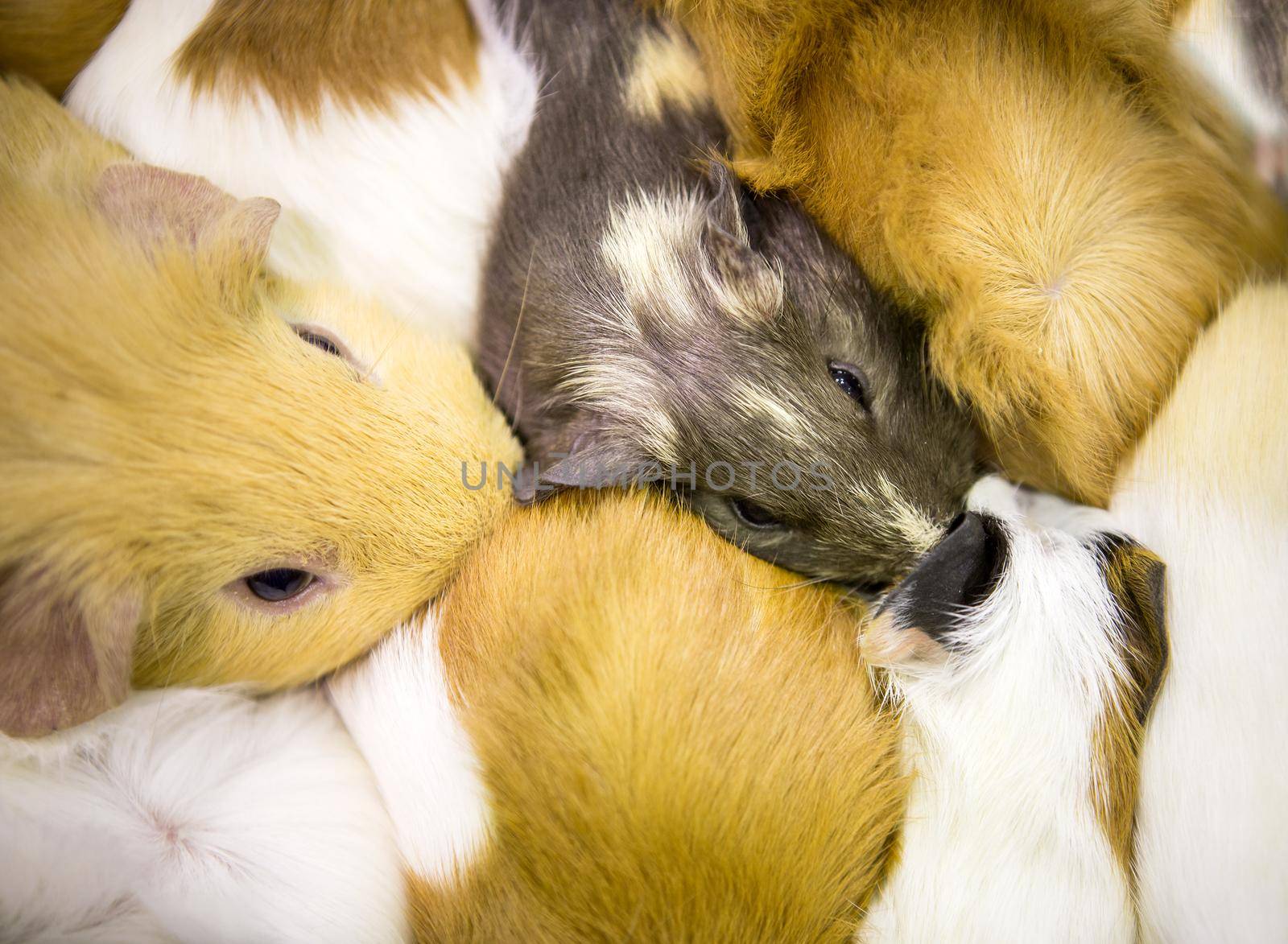 Guinea pig is sleeping