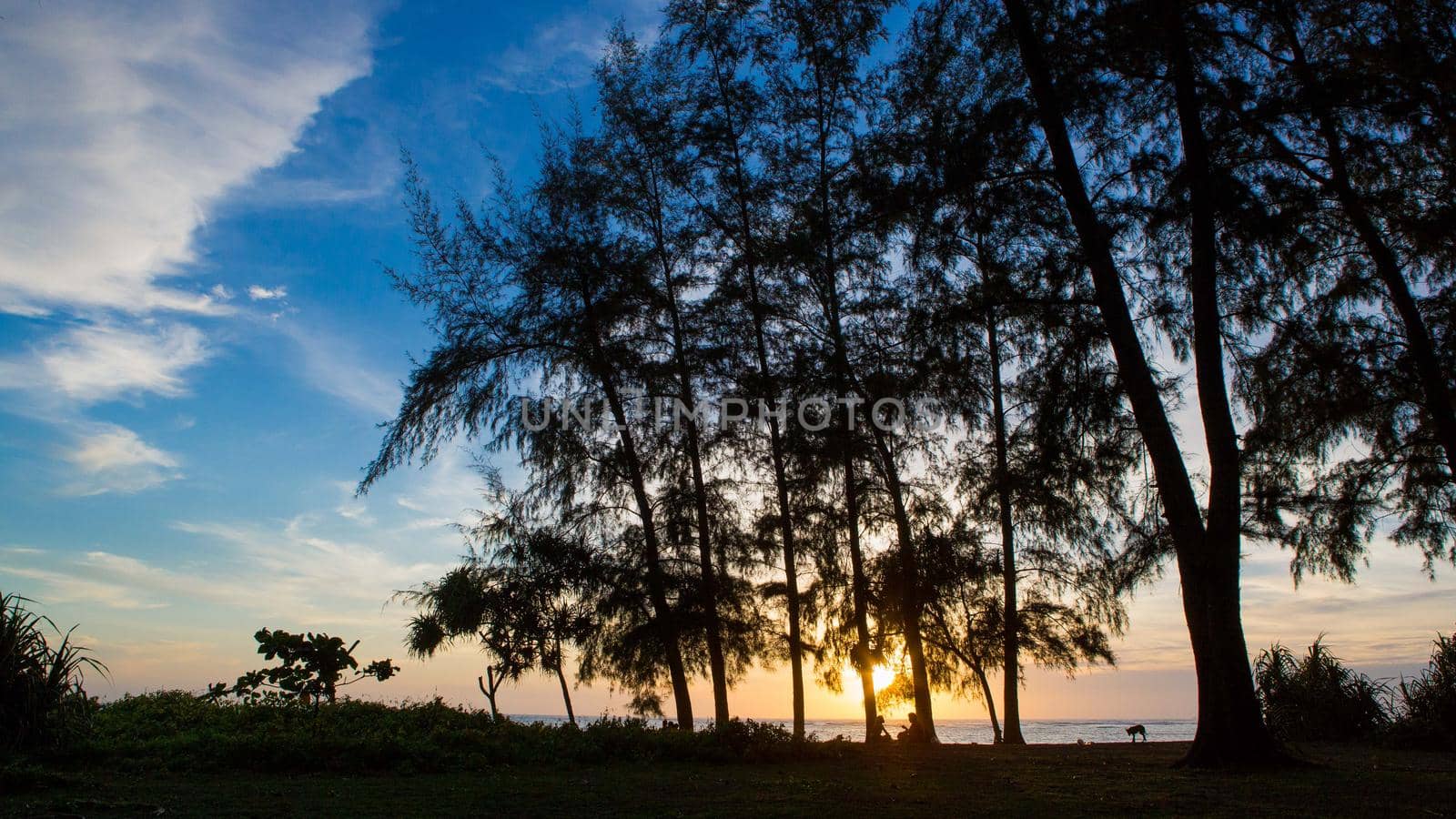 Sunset silhouette, pine trees, sunset by the sea. by titipong