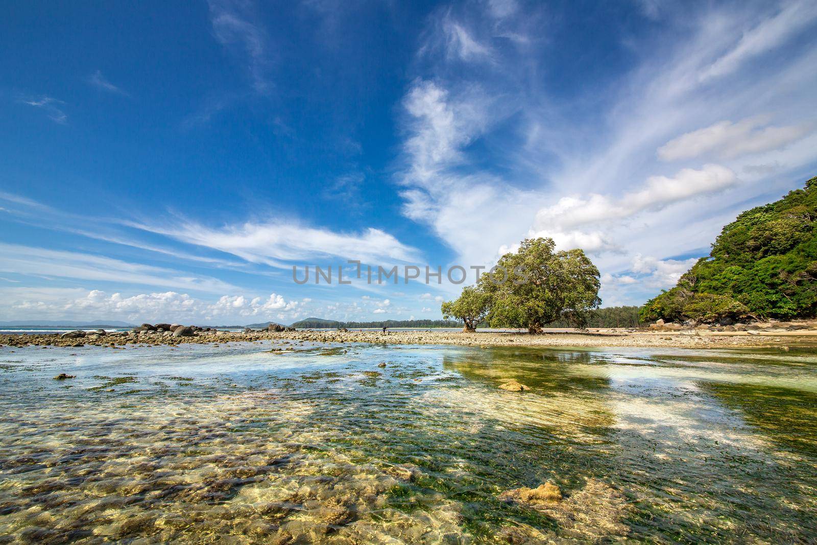 An ocean underwater reef with sun light through water surface. seagrass field by titipong