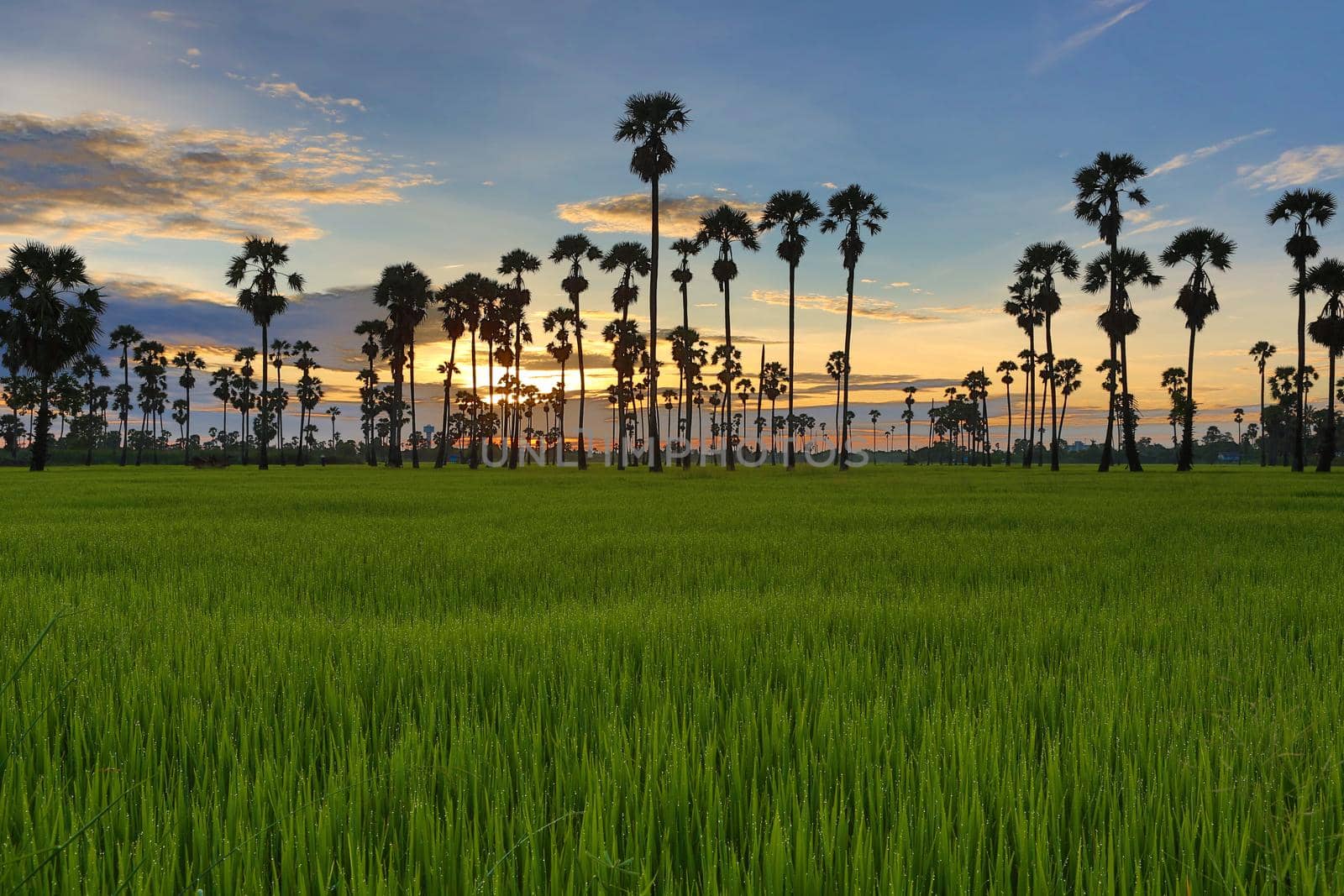 View of sugar palm in beautiful rice fields.