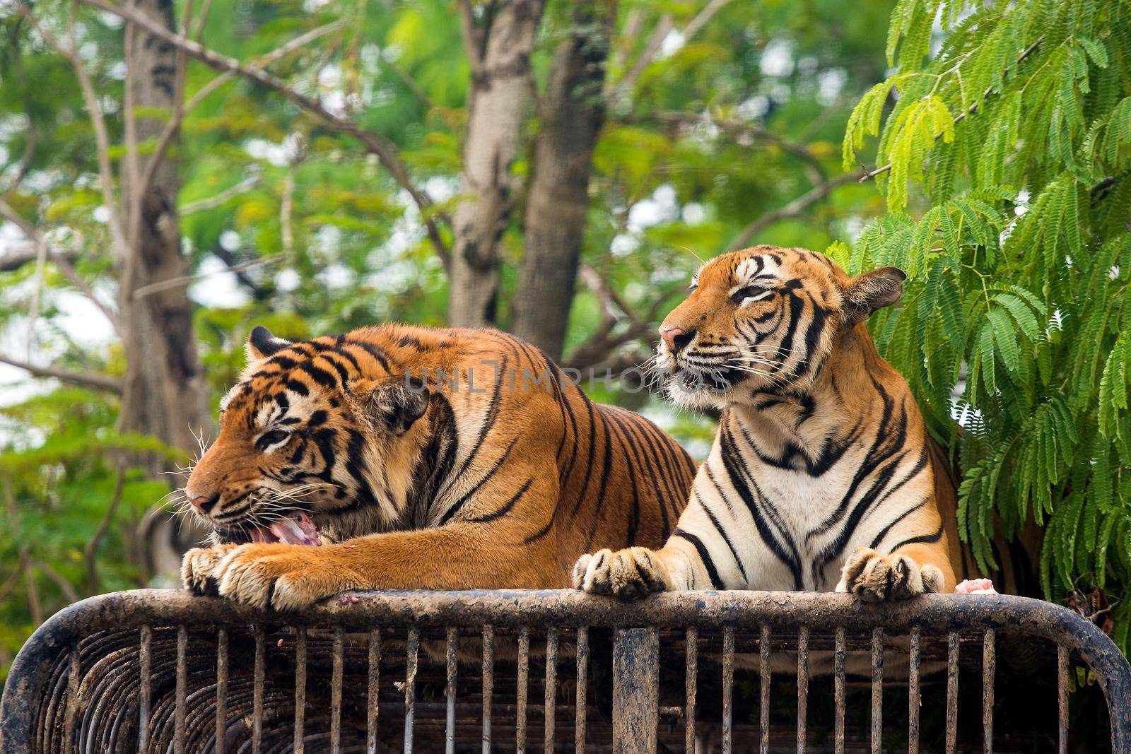 Hungry Bengal tiger feeding show in the zoo