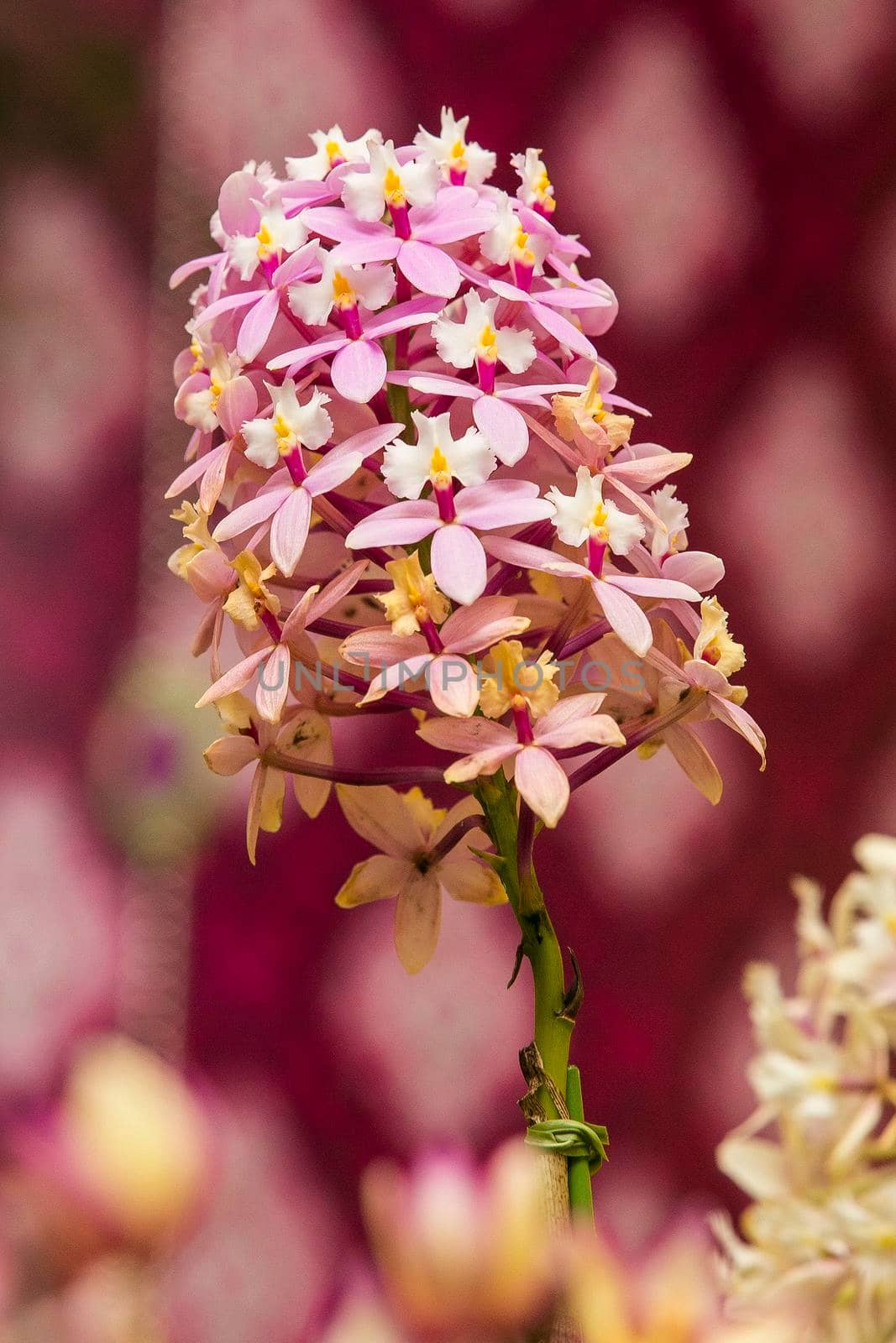 Orchid flowers with a variety of beautiful colors.