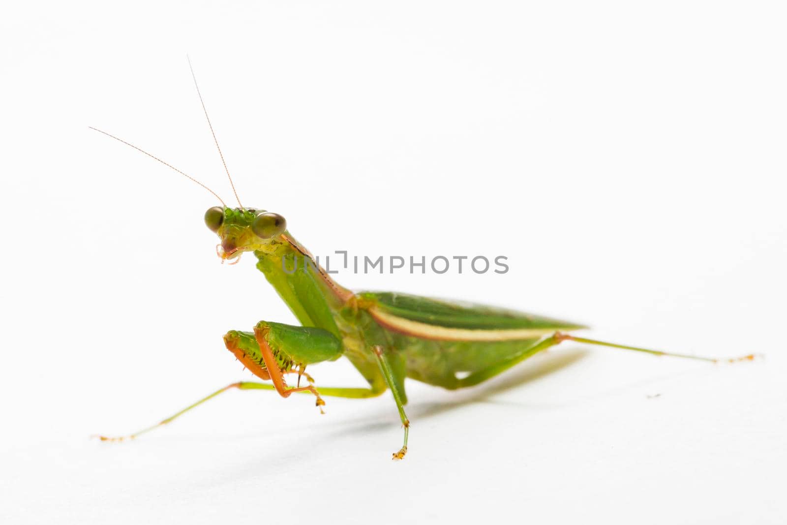 Praying Mantis. on white background