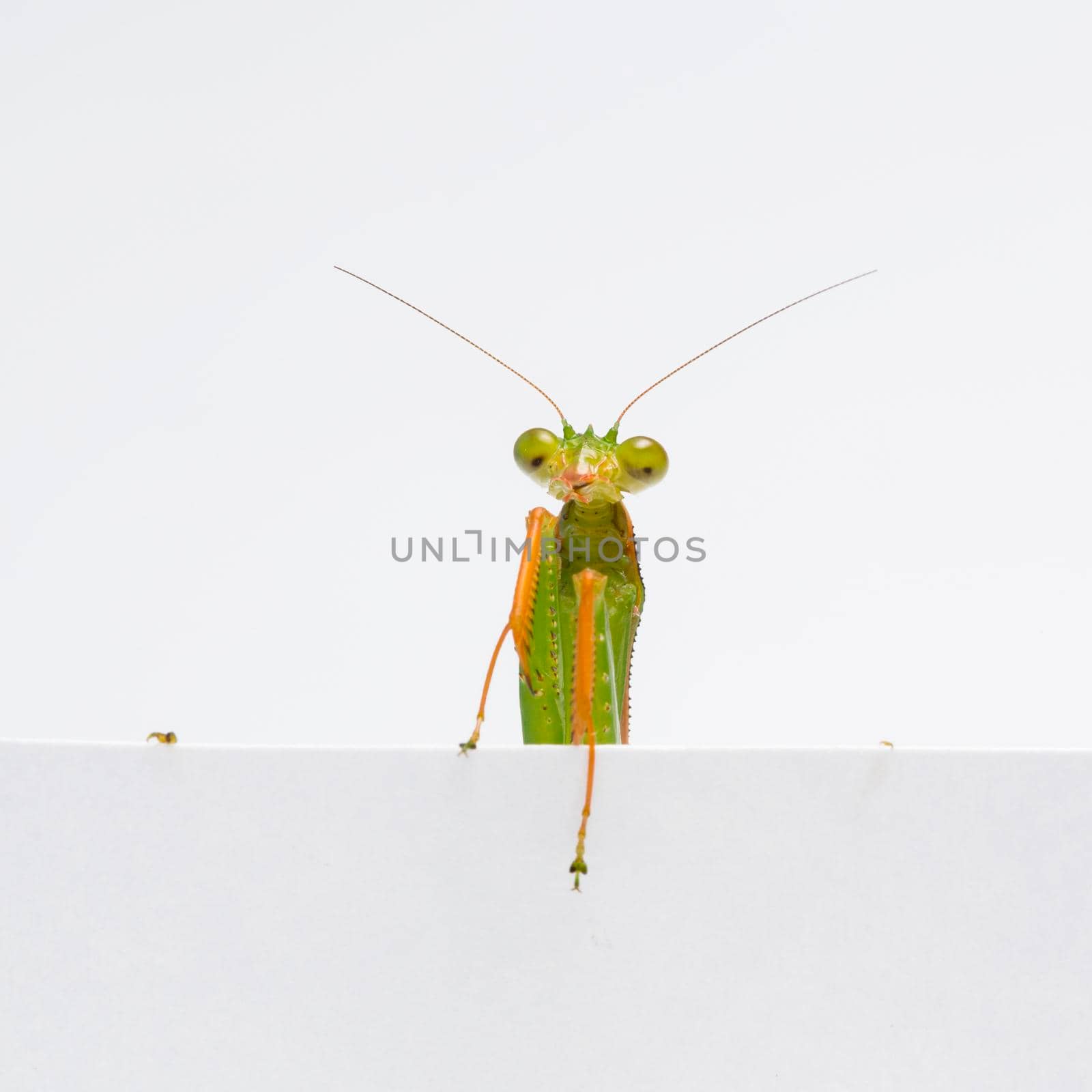 Praying Mantis. on white background by titipong