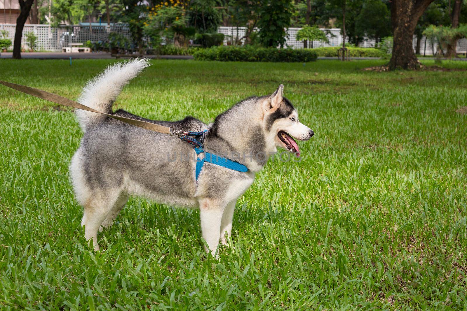 Siberian Husky Dog in the Garden by titipong