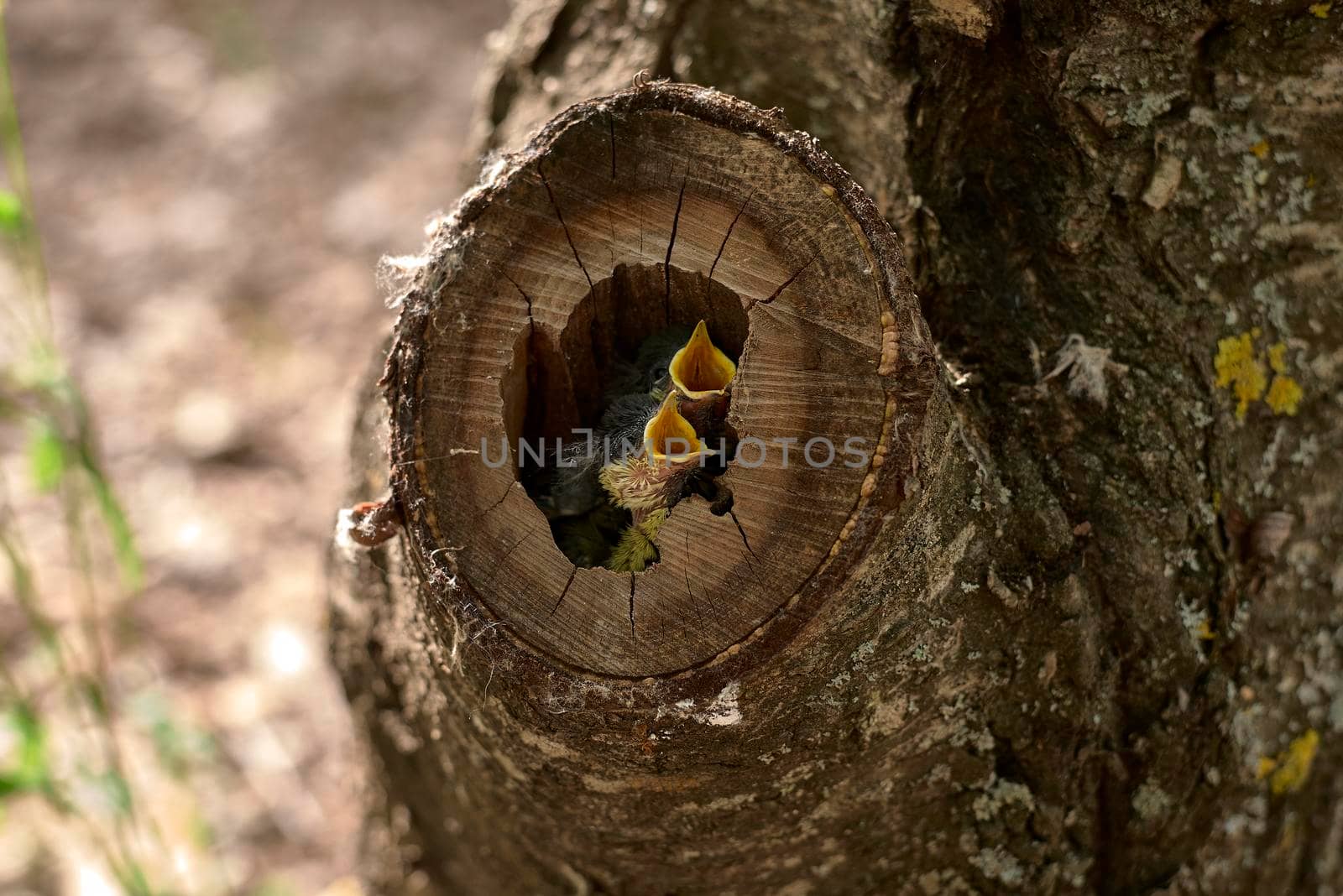 Two small birds in a nest inside a tree by raul_ruiz