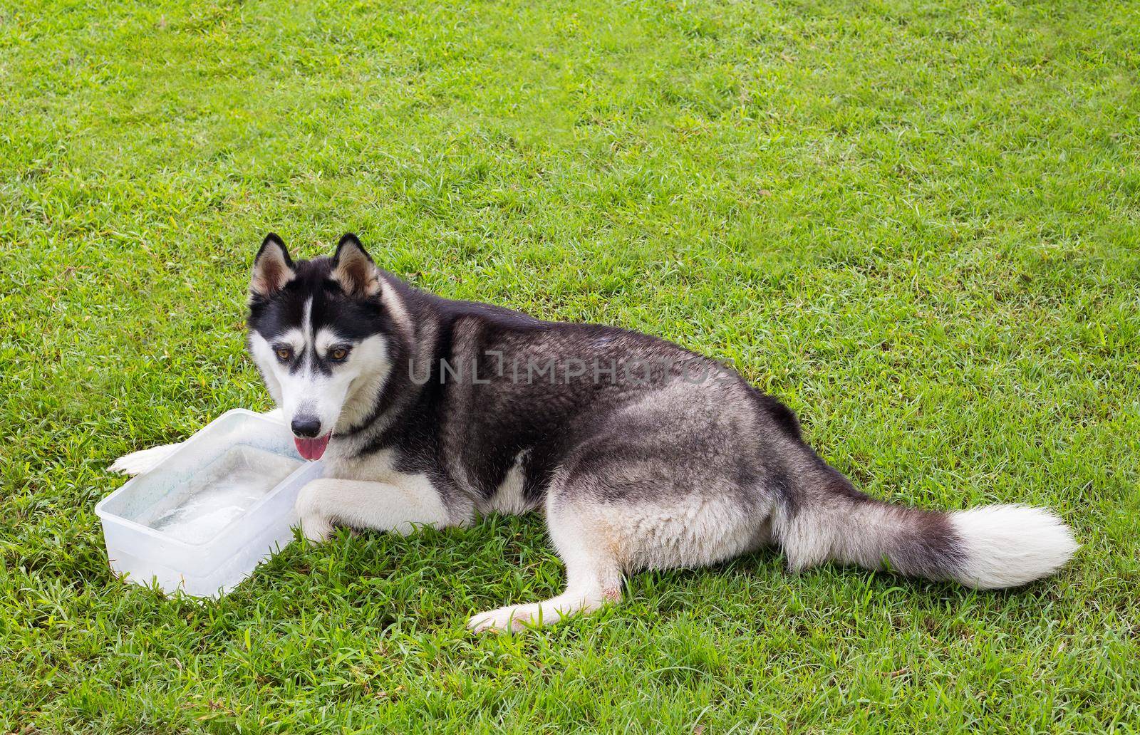 Siberian Husky Dog in the Garden