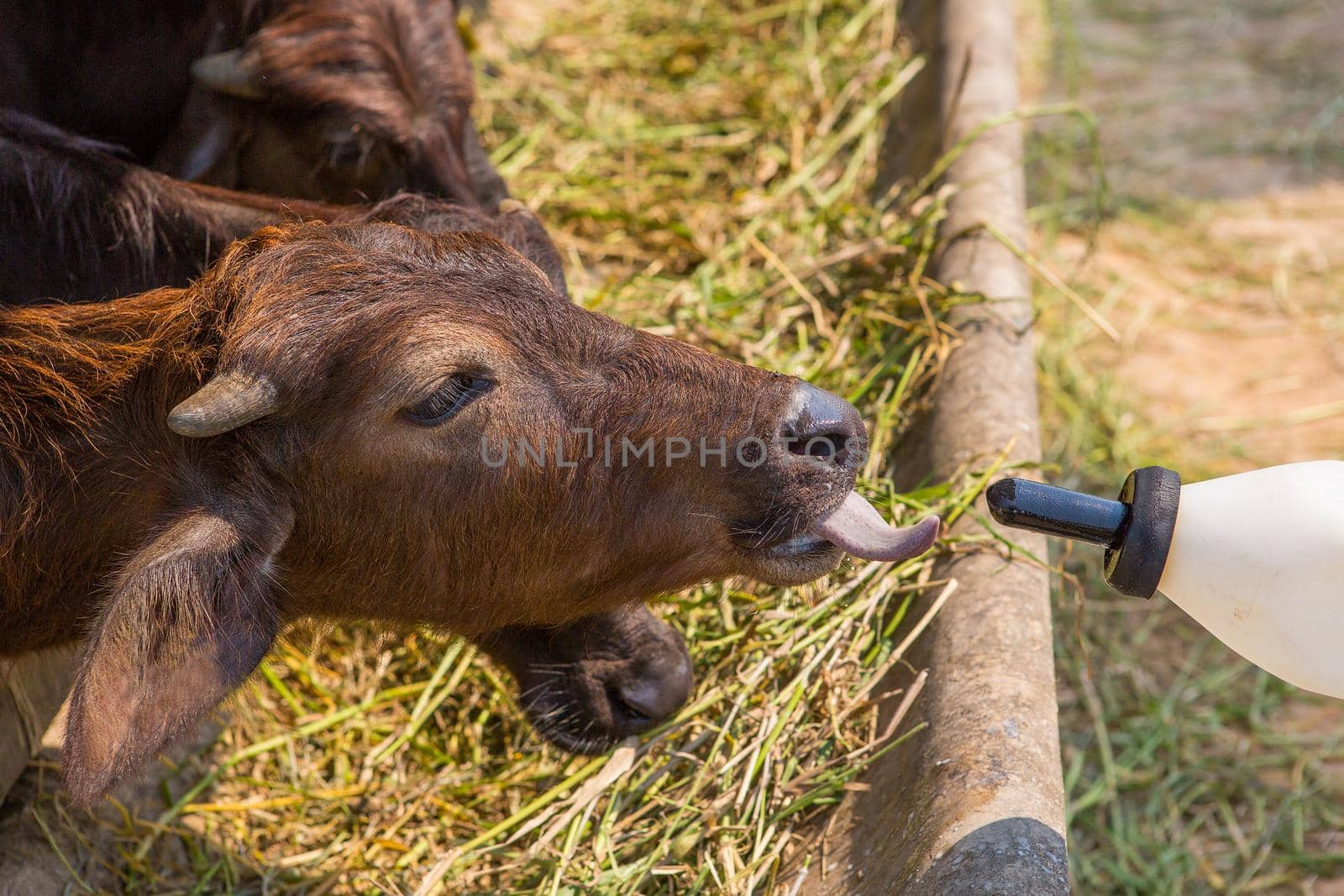 Breast feeding buffalo murrah
