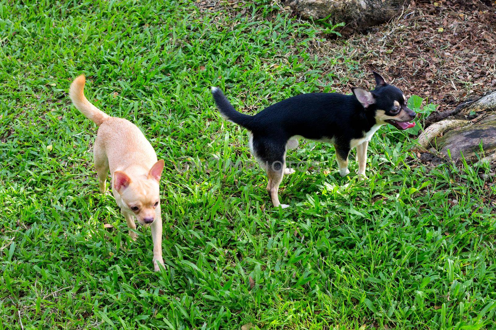 Dog Chihuahua in the garden. by titipong