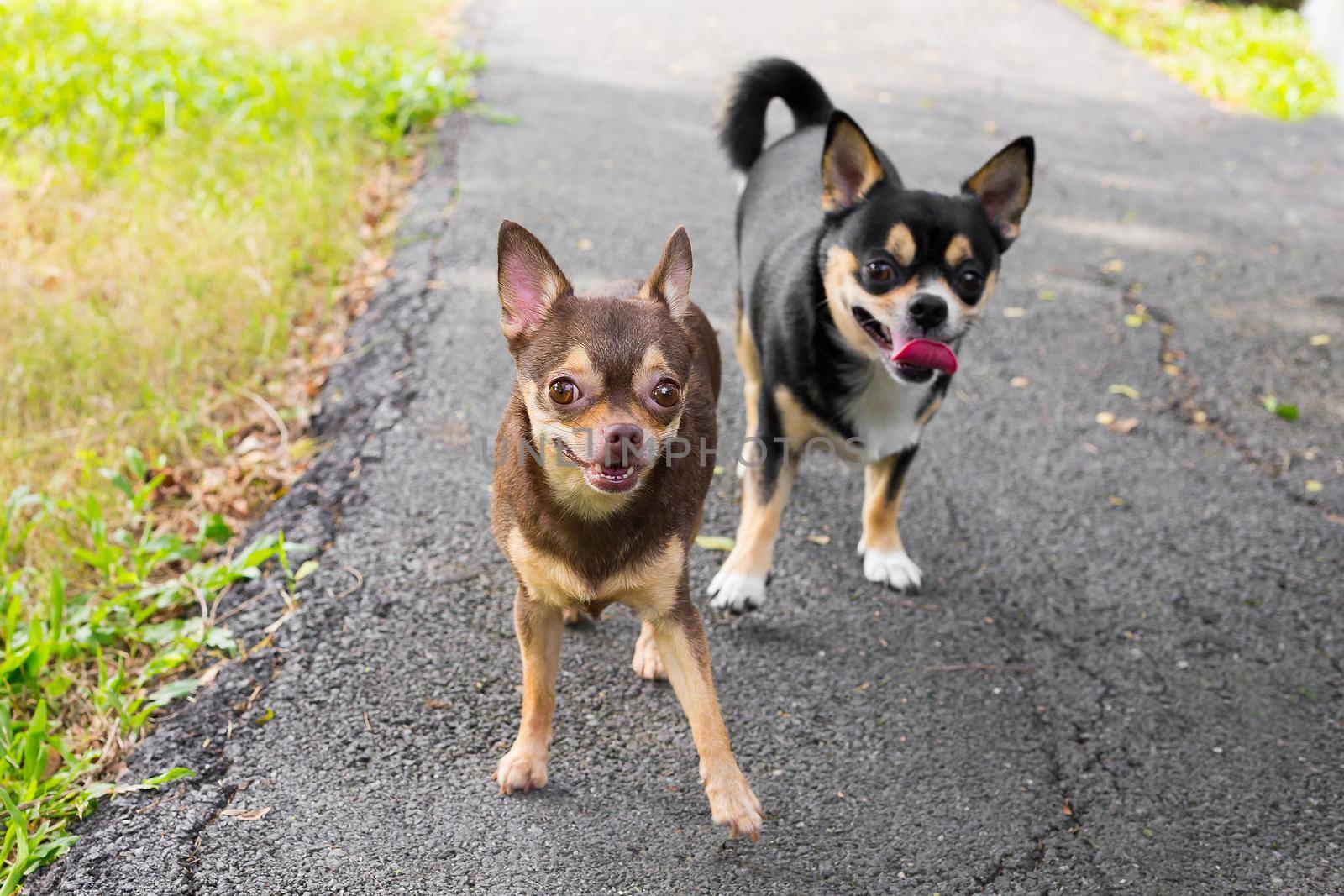 Dog Chihuahua in the garden. by titipong