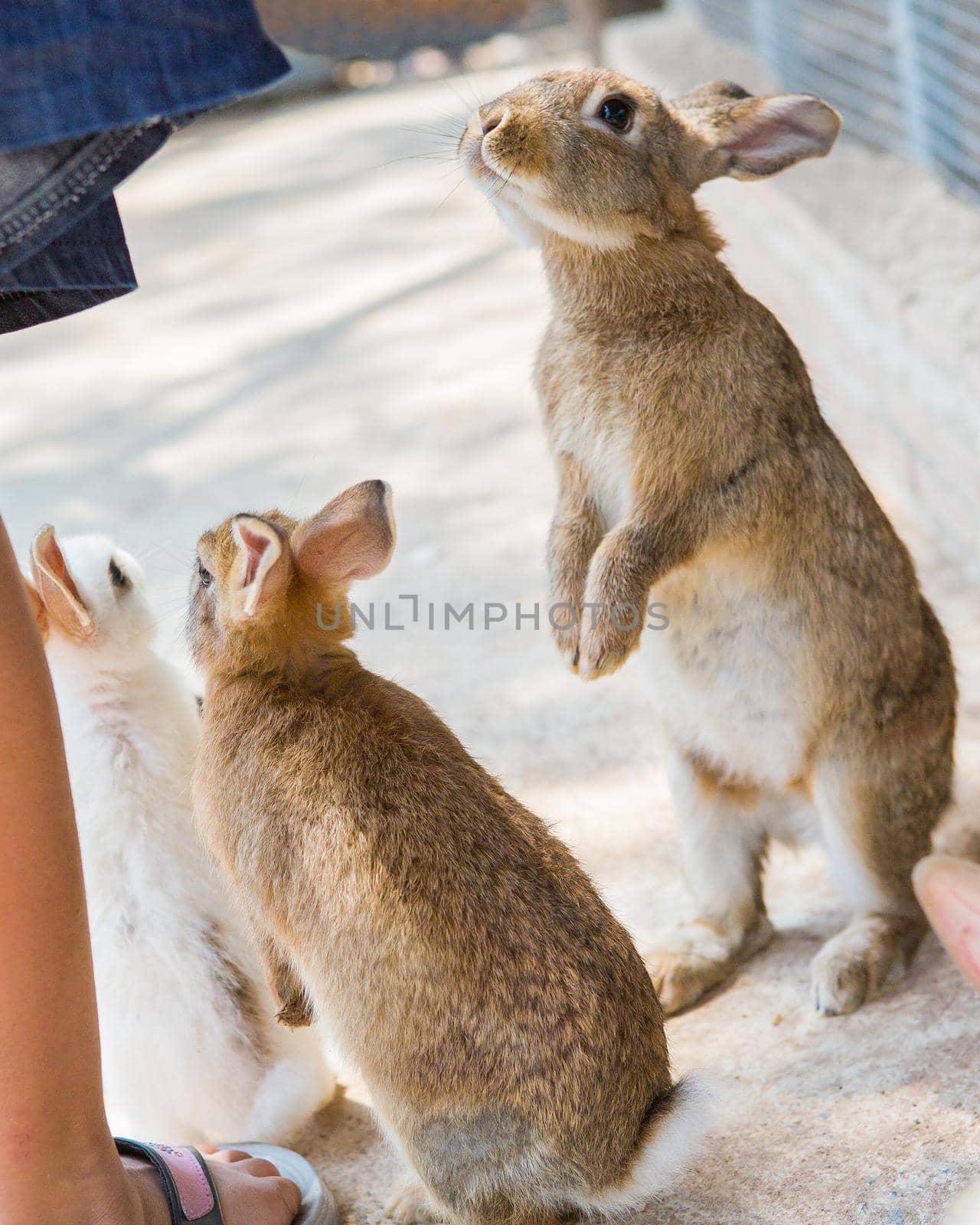 Rabbits in the zoo