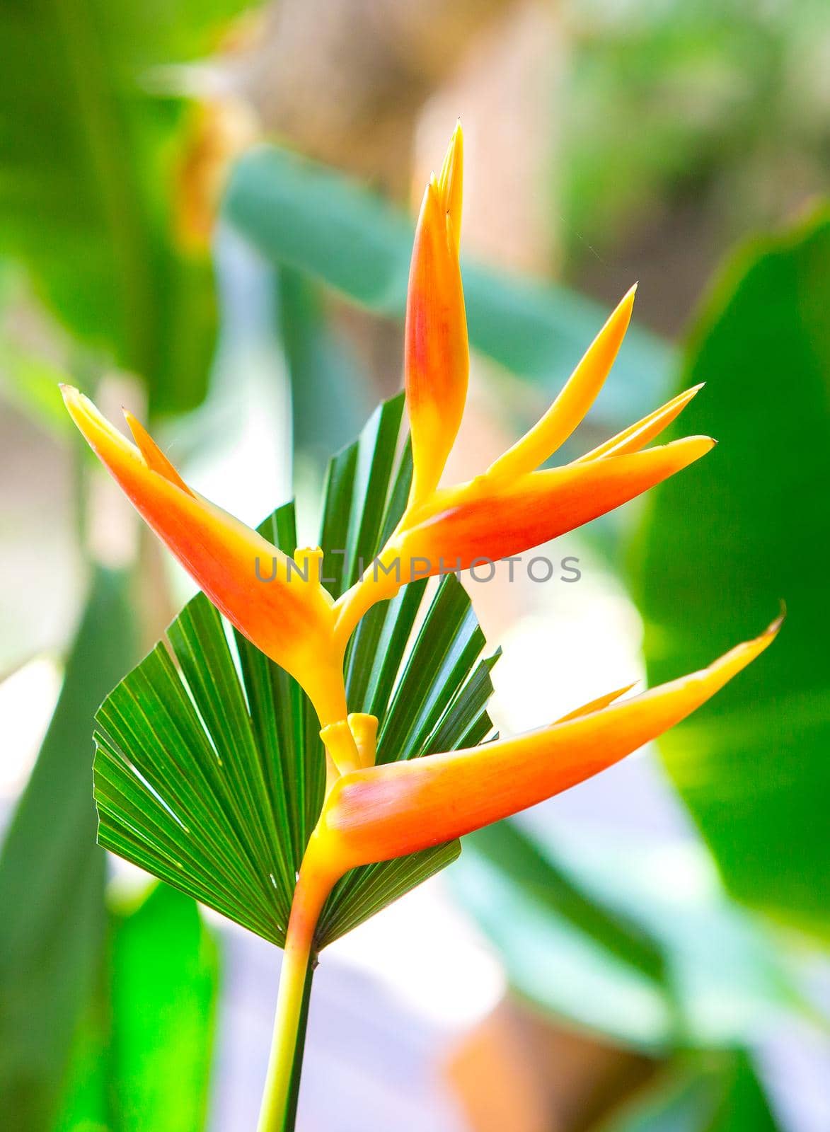 orange bird paradise flower with green leaves by titipong