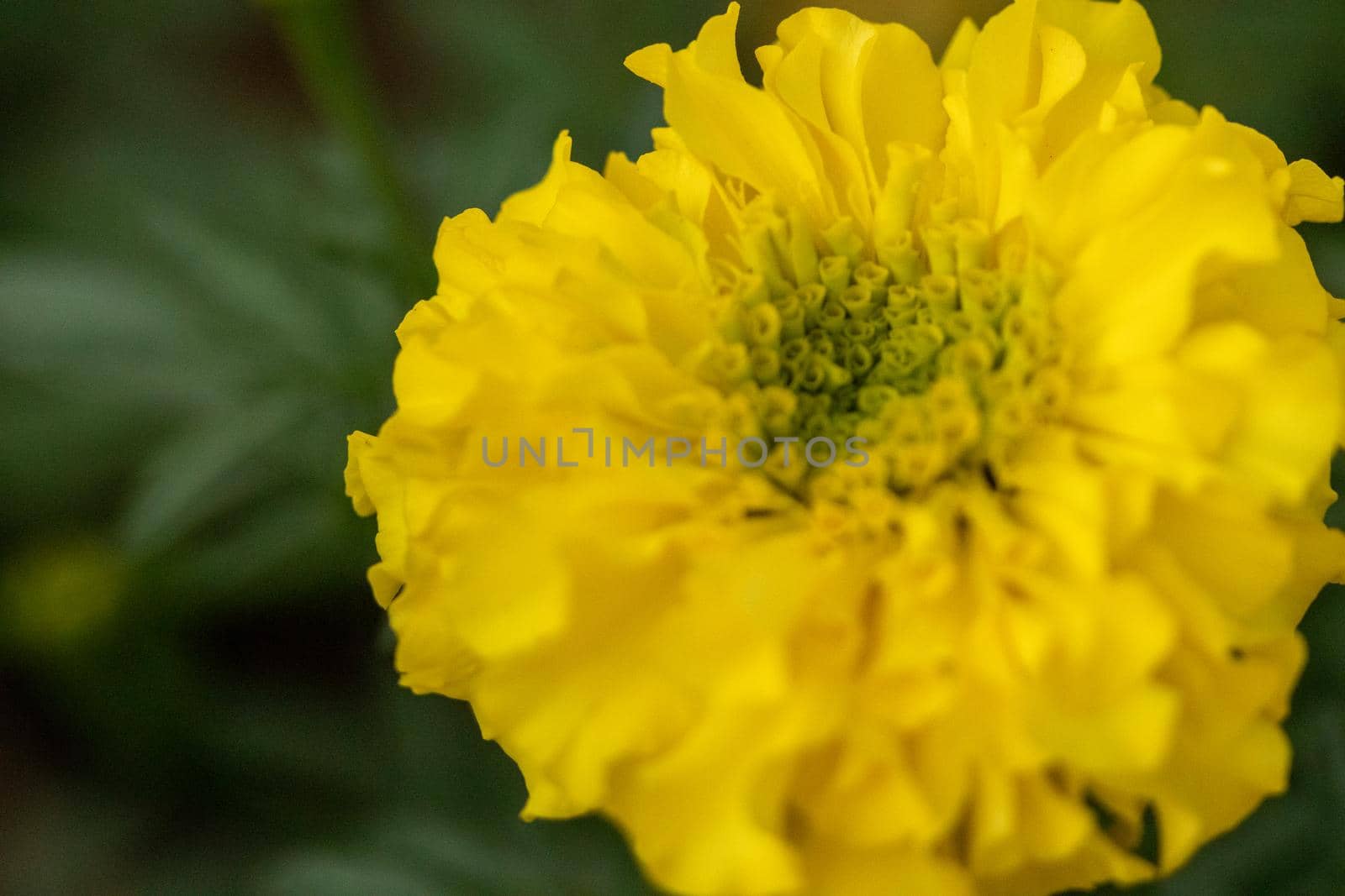 Bright Yellow Chrysanthemums Blooming in the summer time . High quality photo