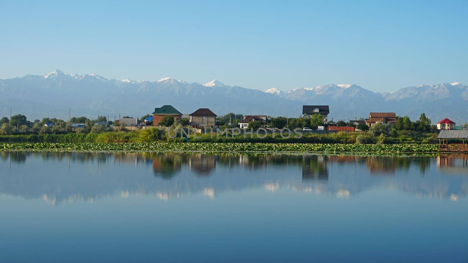 The mirror surface of the lake water reflects pink lotuses, large green water lilies, high mountains of the Trans-Ili Alatau, trees and houses. Beautiful landscape on mirror pond. Almaty, Kazakhstan