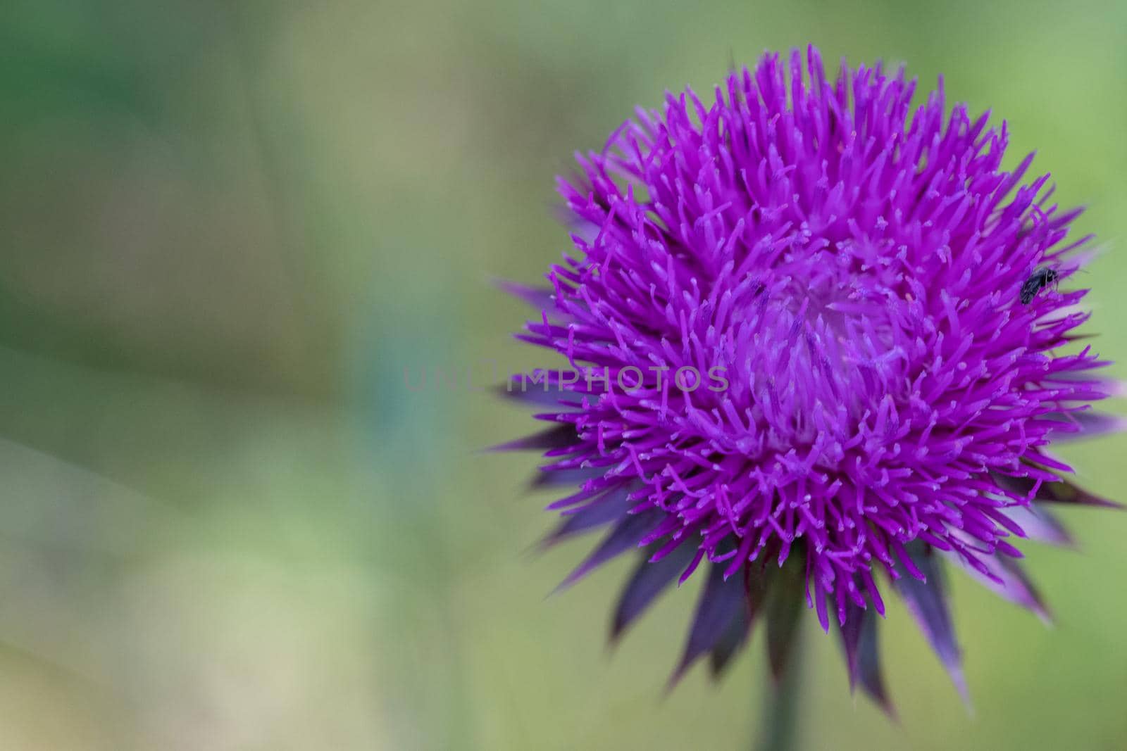 Scottish Flower Symbolic, Purple thistle close up in Nebraska landscape . High quality photo