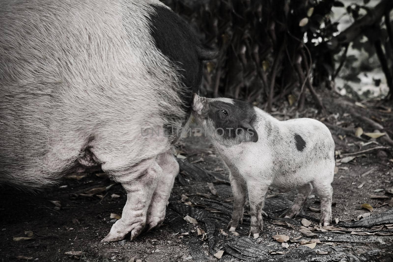 Pig and Piglet for food