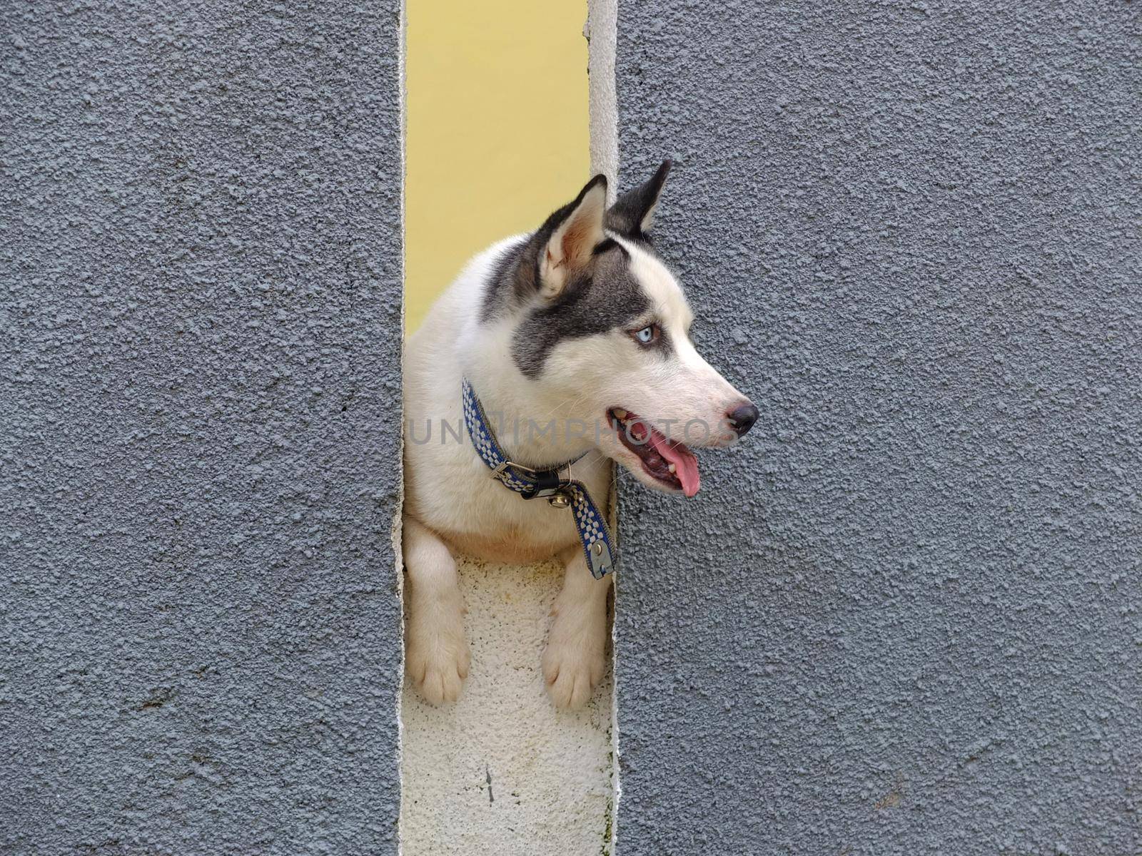Husky looking through a hole in a wall.