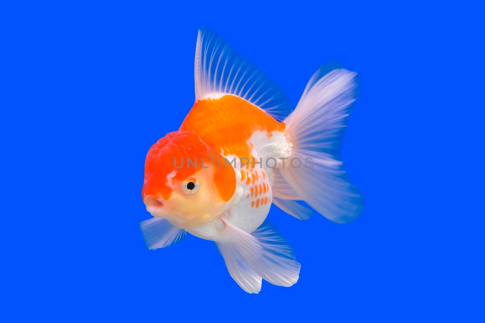A goldfish on a blue background.