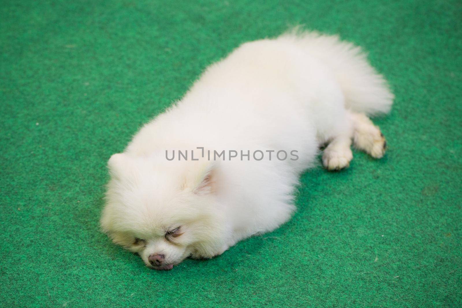 white dog close eyes sleep by titipong
