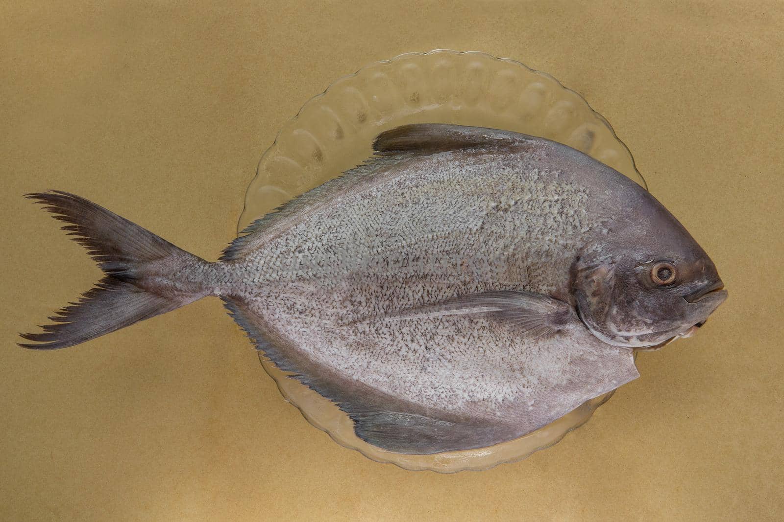 Black pomfret fish by titipong