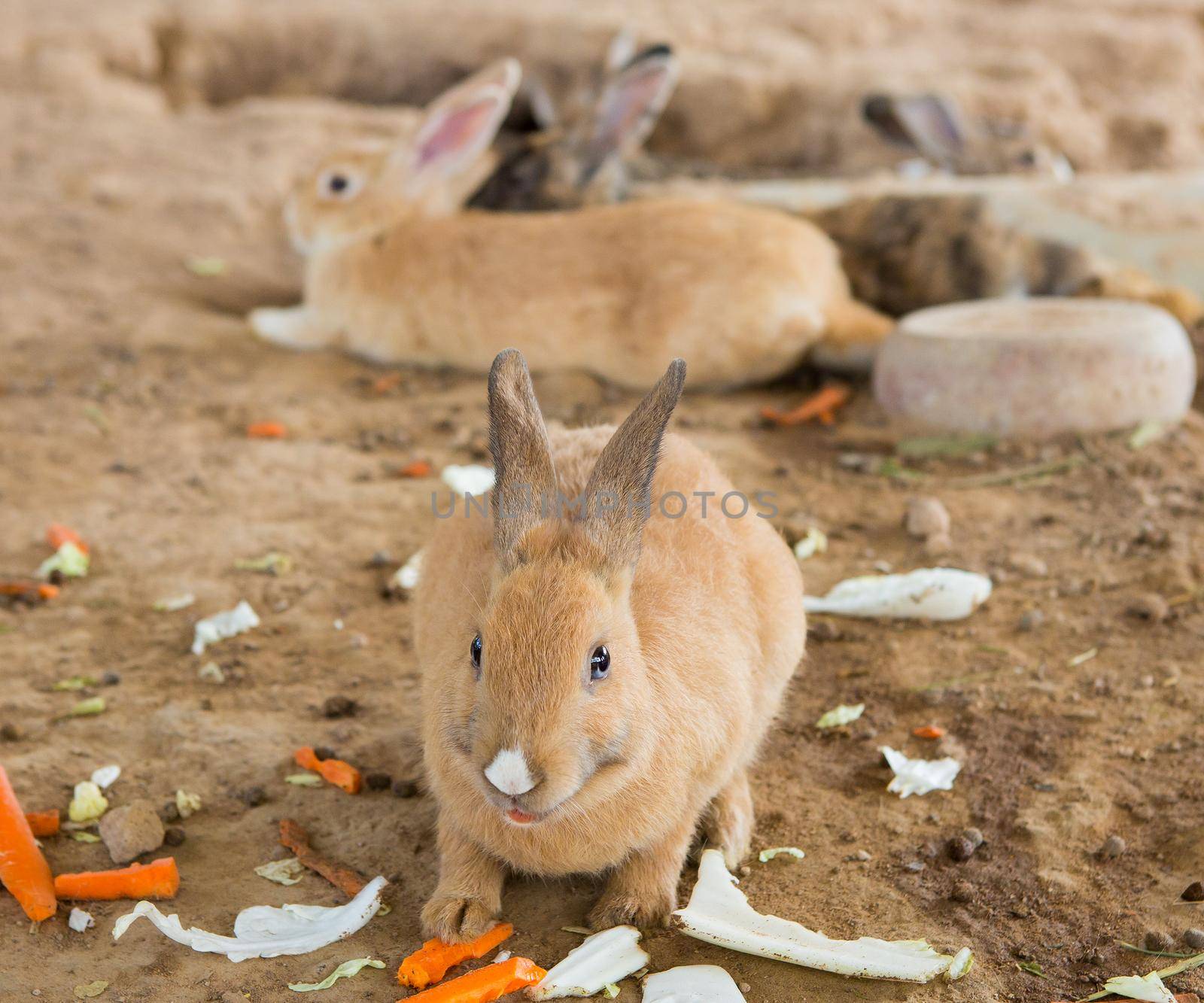 Rabbits in the cage