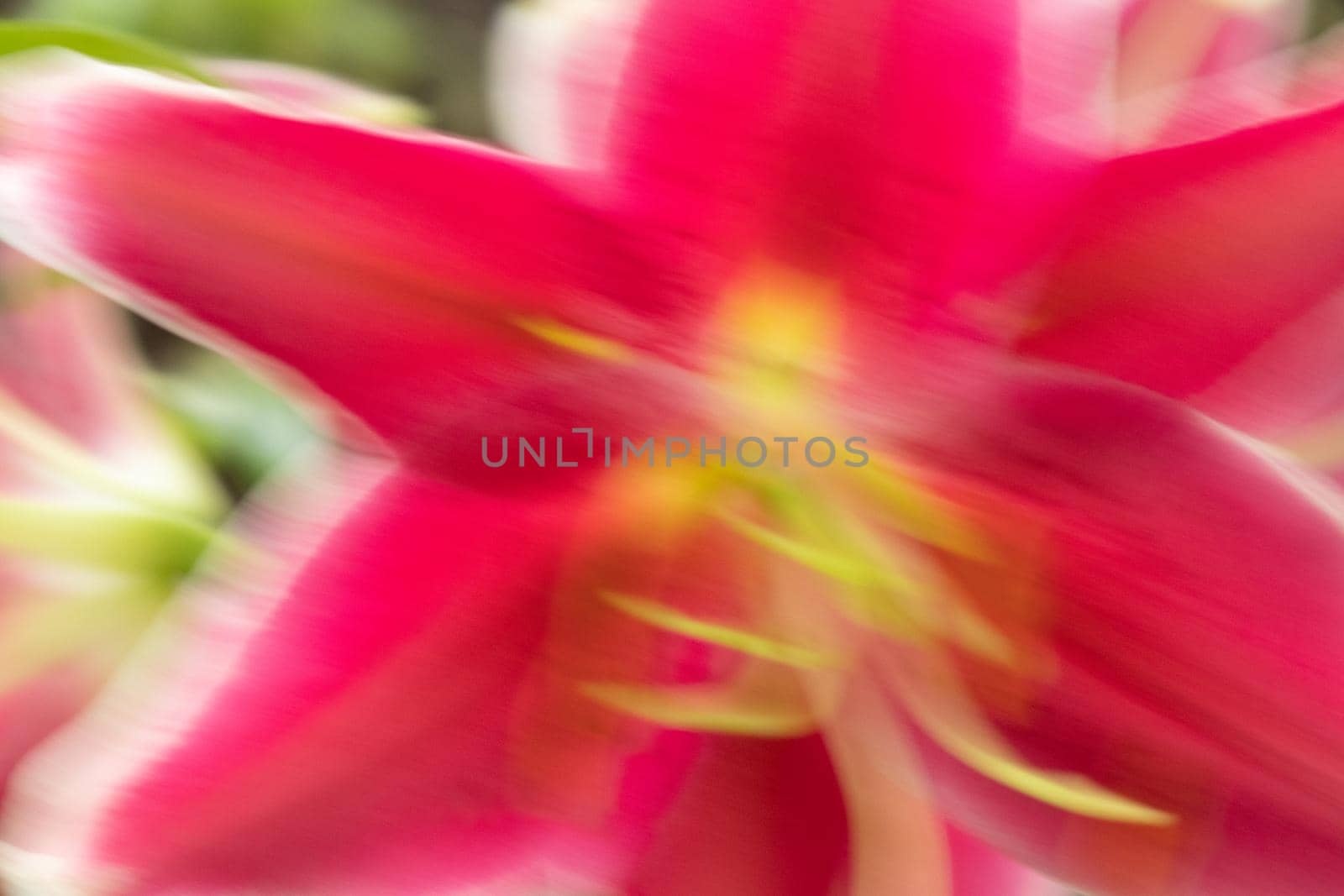 Blurred Photo of Vibrant pink Tiger Lilies Stargazer lilies flowers in blooming summer Close up . High quality photo
