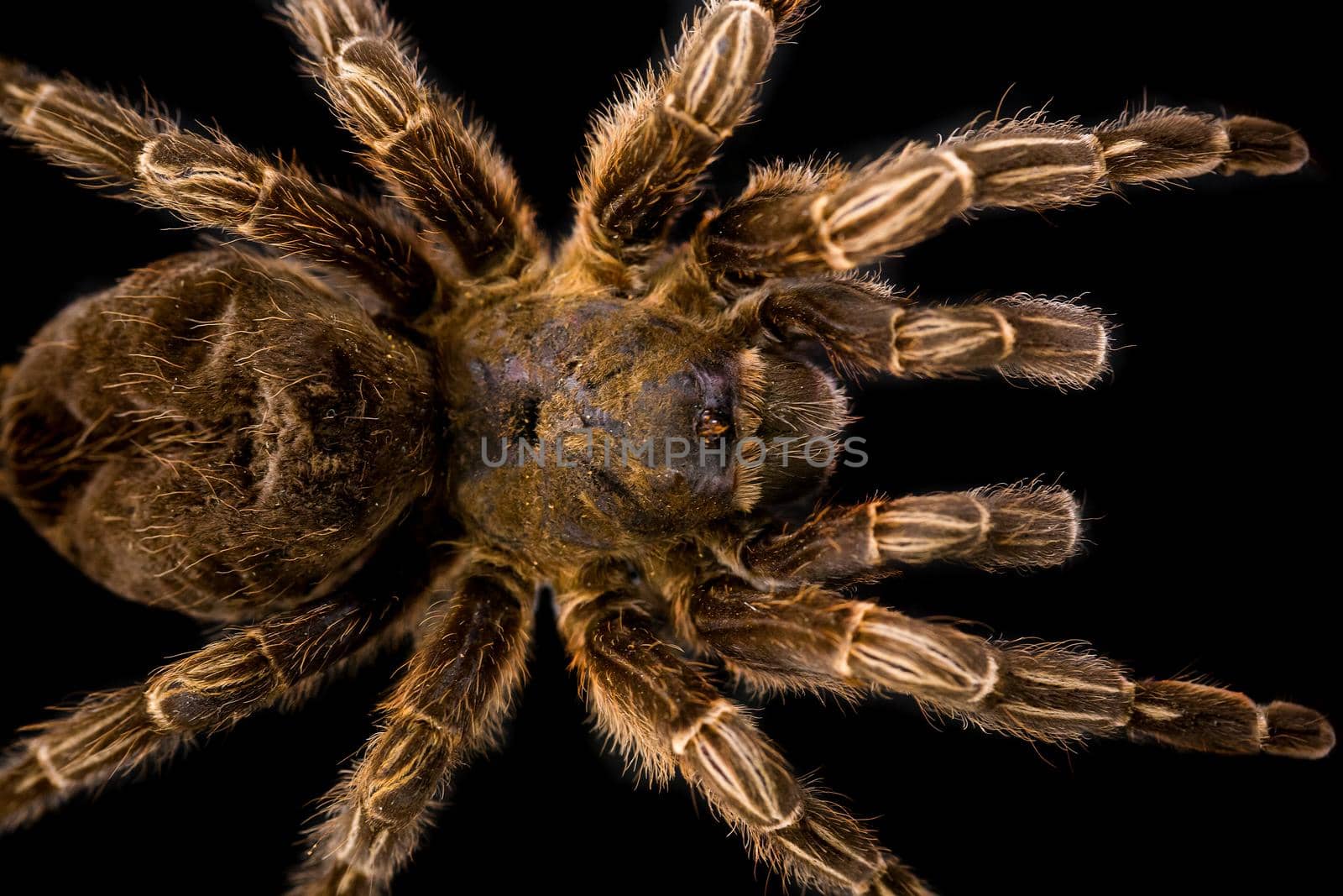 Big hairy tarantula isolated