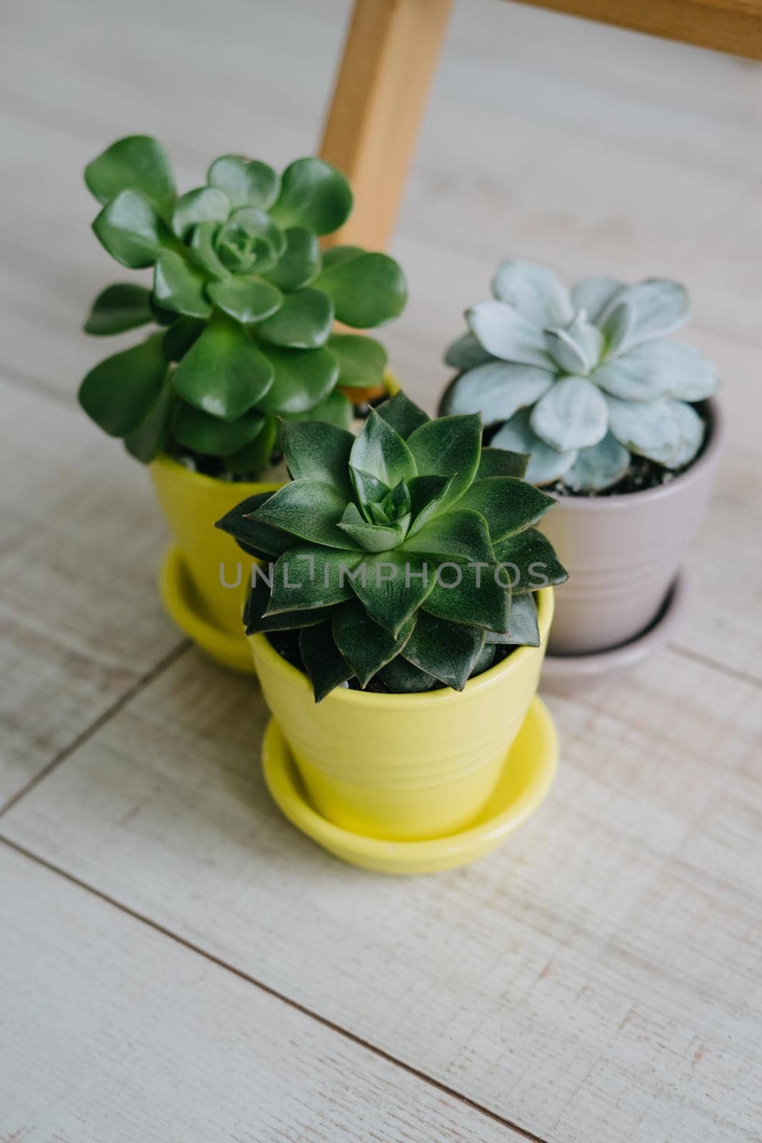 Three plants in yellow and gray pots. A beautiful succulent in a ceramic pot. Indoor plants. Vertical image.