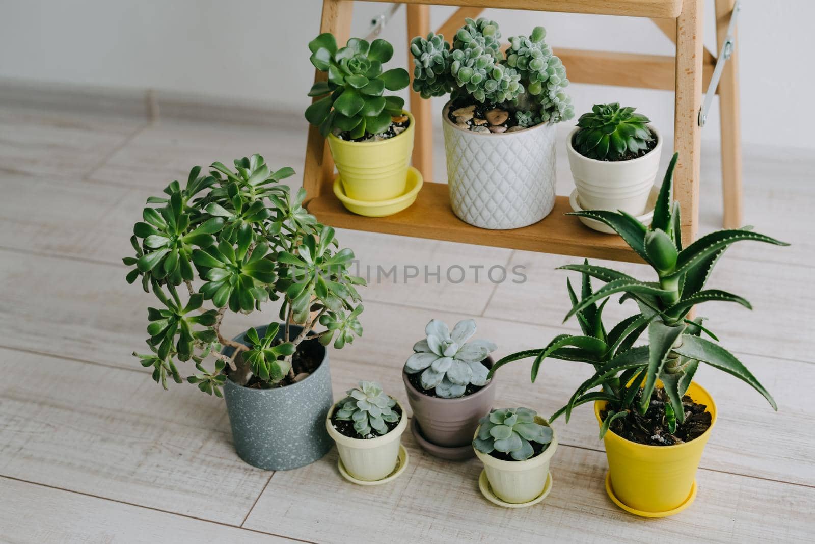 Several pots of houseplants stand on the floor and on a wooden shelf. Many indoor plants in white, gray and yellow pots. Beautiful succulents green the room.