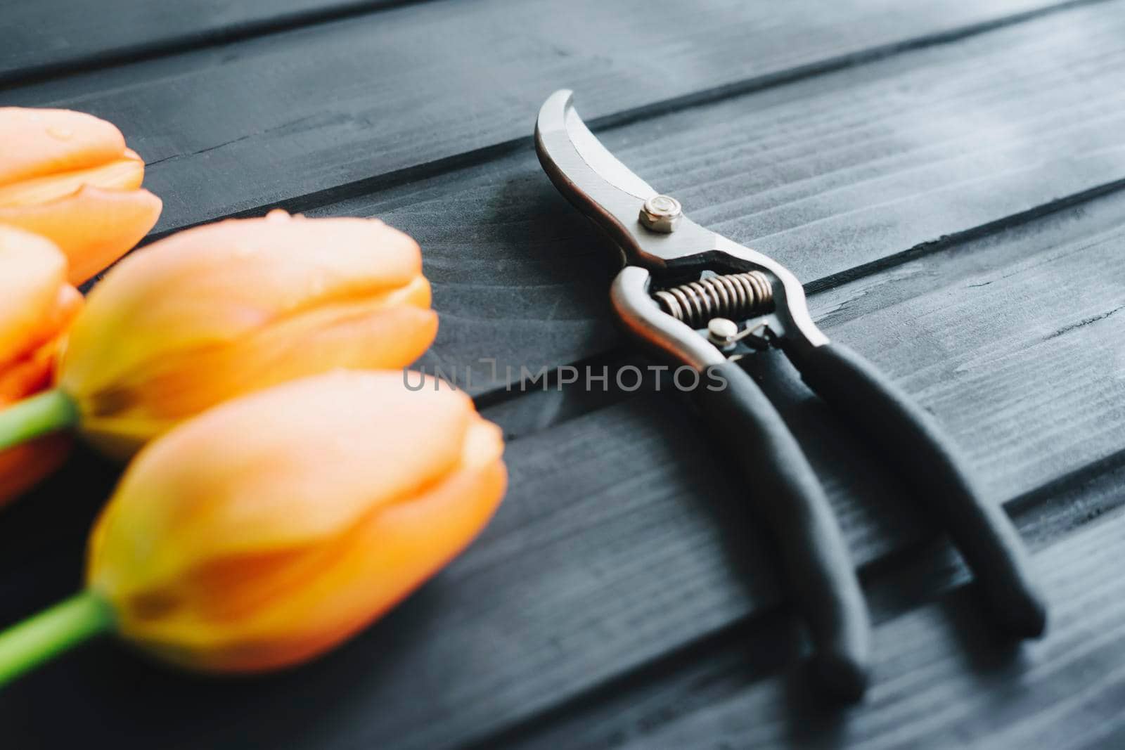 Freshly cut orange tulips. Garden tool. Secateur with black rubberized handles.